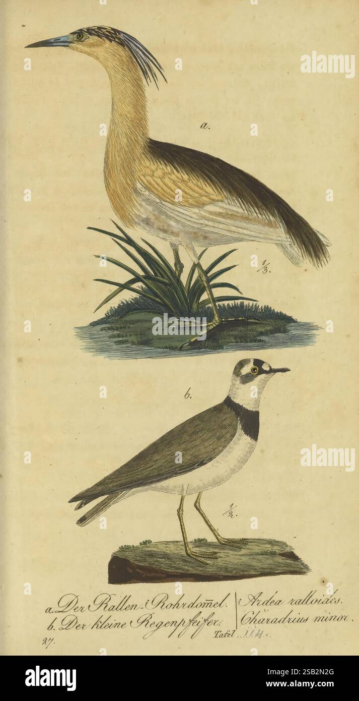 Fauna Boica, oder gemeinnützige Naturgeschichte der Thiere Bayerns. Nürnberg, in der E.H. Zeh'schen Buchhandlung, 1835, Deutschland, Bildwerke, Wasservögel, Vögel, die Abbildung zeigt zwei unterschiedliche Vogelarten in einer natürlichen Umgebung. Der Spitzvogel, der sich durch seinen langen Hals und seine elegante Haltung auszeichnet, zeigt eine Mischung aus sandigem gelbem und braunem Gefieder mit einer schlanken Form, die inmitten grüner Vegetation steht. Diese Art ist wahrscheinlich für ihre einzigartigen Habitatpräferenzen und Jagdtechniken bekannt. Darunter befindet sich der kleinere Vogel mit einem kompakten Körper, der mit einer kontrastierenden Mischung aus weißer und dunkler Pflaume verziert ist Stockfoto