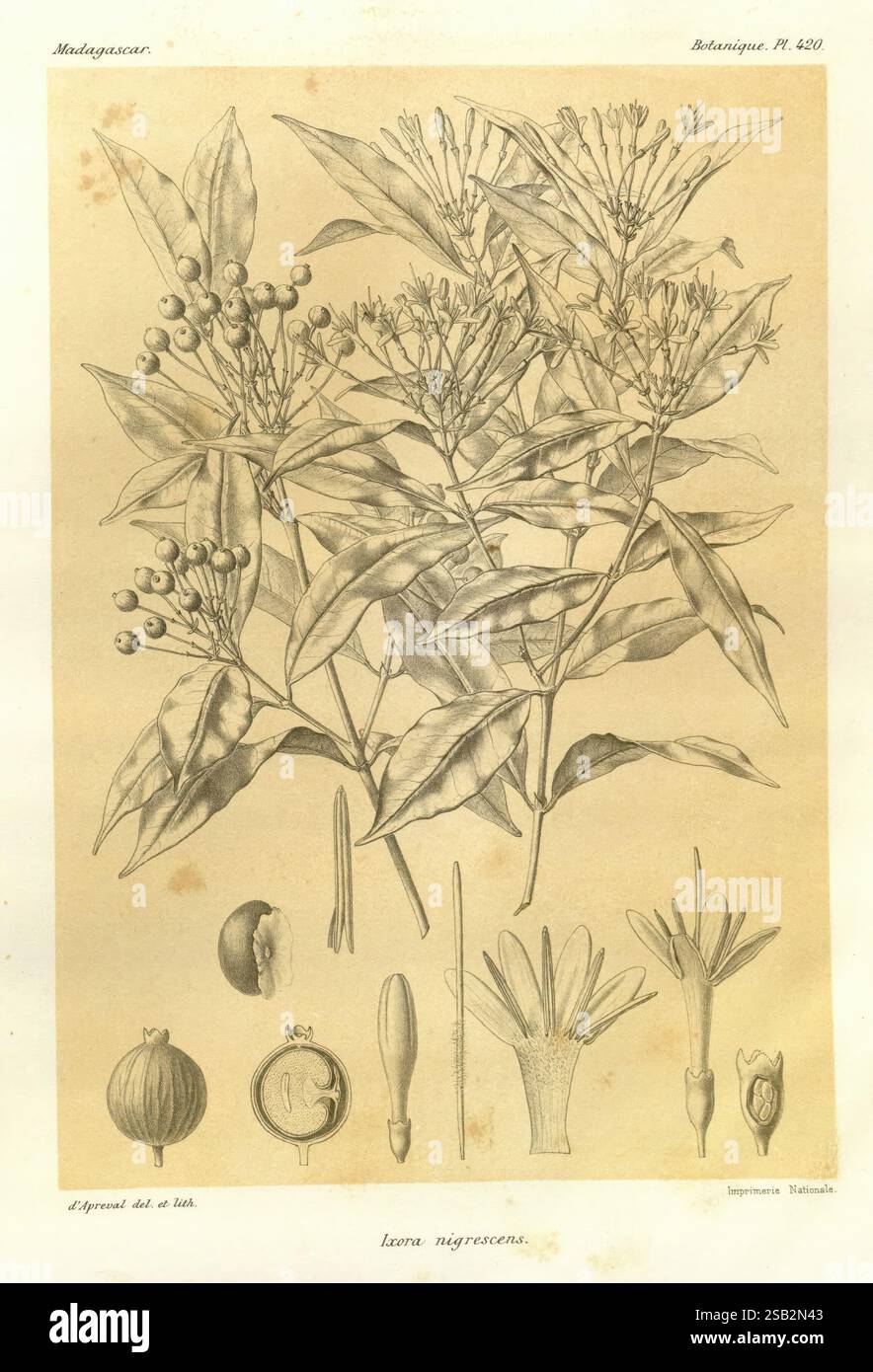 Histoire physique, naturelle, et politique de Madagascar Paris, impr. nationale, 1885- Beschreibung und Reise Lepidoptera Madagaskar Maps Naturgeschichte, die Illustration zeigt die Pflanze, die als „Laurus nigerescens“ bekannt ist, und zeigt ihr detailliertes Laub und ihre Fortpflanzungsstrukturen. Verschiedene Teile der Pflanze werden akribisch veredelt, darunter kleine Beeren, längliche Blätter und komplizierte Blütenbestandteile. Jeder Aspekt ist gekennzeichnet, um spezifische Merkmale zu kennzeichnen und die botanischen Eigenschaften der Pflanze hervorzuheben. Das Arrangement bietet einen umfassenden Überblick und macht es so Stockfoto