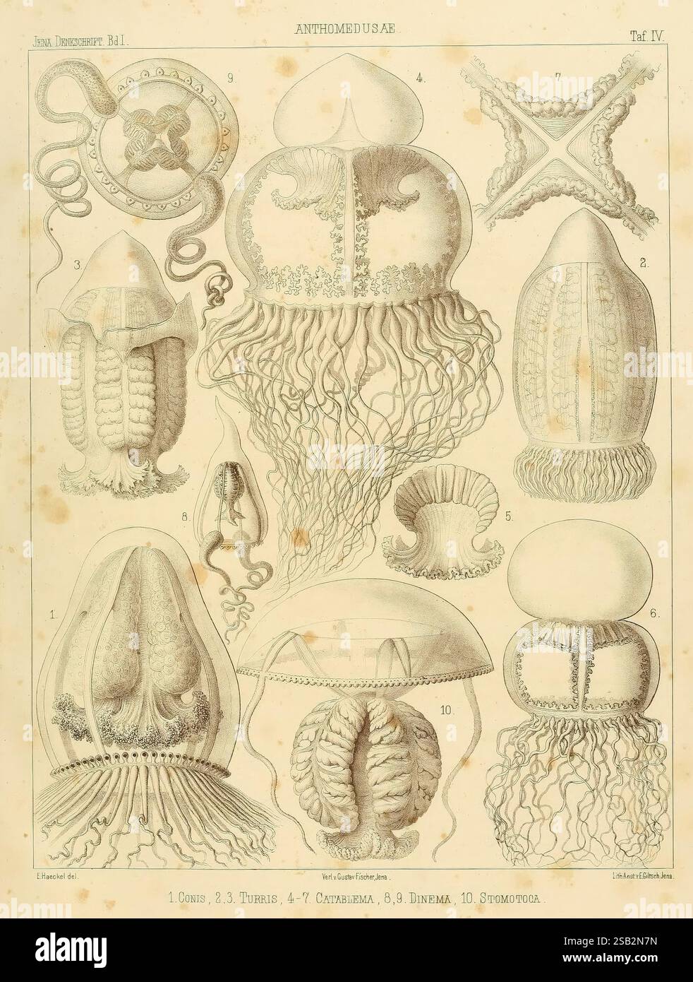 Monographie der Medusen Jena G. Fischer 1879-1881 Quallen Challenger Expedition zeigt die Abbildung eine Vielzahl von Quallen-Arten und ihre anatomischen Merkmale. Es enthält zehn verschiedene Figuren, die jeweils mit numerischen Beschriftungen versehen sind. Die dargestellten Arten umfassen verschiedene Arten von Medusen mit einzigartigen Glockenformen, Tentakelanordnungen und anderen morphologischen Merkmalen. Die komplizierten Details verdeutlichen die strukturelle Vielfalt der Quallen, einschließlich ihrer Mundarme, Schwimmglocke und pulsierenden Fähigkeiten. Darüber hinaus veranschaulichen einige Abbildungen den Lebenszyklus oder die Entwicklung Stockfoto