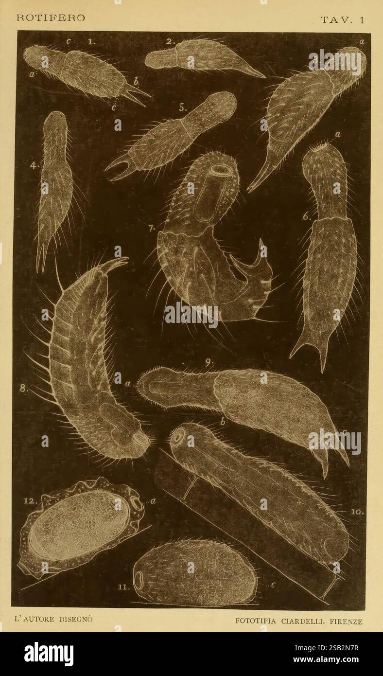 Genesi, organizzazione e metamorfosi degli infusori, Firenze, Tipo. Di S. Landi, 1895, Infusoria, Protista, Museum of Comparative Zoology, Mikroskopie, diese Illustration zeigt eine Reihe von Rotifern, die ihre unterschiedliche Anatomie und Struktur zeigen. Jedes Exemplar ist nummeriert, wodurch verschiedene Arten oder Formen hervorgehoben werden. Merkmale wie Zilien, stachelige Anhängsel und verlängerte Körperformen werden dargestellt, was die Komplexität und Vielfalt dieser mikroskopisch kleinen Gruppe von Tieren veranschaulicht. Die komplizierte Detaillierung ermöglicht die Untersuchung ihrer Morphologie und macht sie zu einer wertvollen Ressource, um diese sm zu verstehen Stockfoto