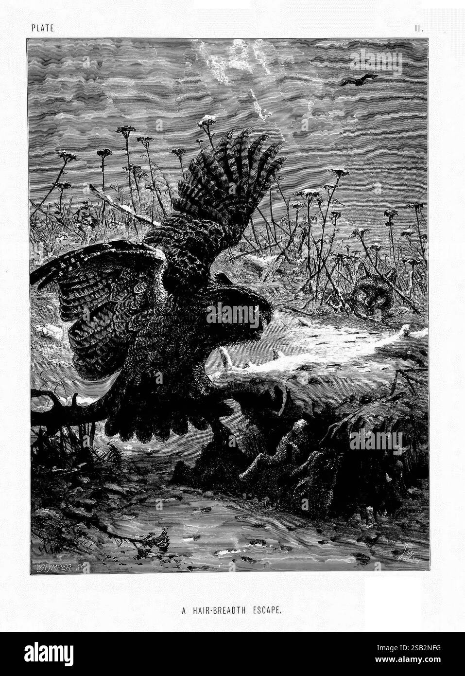Das Leben und die Gewohnheiten wilder Tiere, London, A. Macmillan, 1874, Vögel, Verhalten Tierverhalten, die Szene zeigt einen dramatischen Moment in der Natur, in dem ein Raubvogel, möglicherweise ein Falke oder Adler, in der Mitte des Fluges gefangen wird und seine mächtigen Flügel weit ausgebreitet sind. Der Vogel flitzt aus einer verräterischen Situation und betont ein Gefühl der Dringlichkeit und Bewegung. Unten bietet die Landschaft ein zerklüftetes Gelände mit karger Vegetation, das die natürliche Umgebung unterstreicht. In der Ferne kann ein anderer Vogel durch den Himmel fliegen und auf ein größeres Ökosystem hinweisen. Diese Abbildung konv Stockfoto