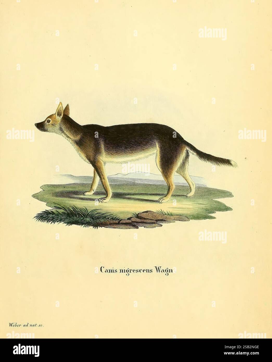Matrize, Säugthiere, in, Abbildungen, nach, der, Natur, Erlangen, Expedition, des, Schreber'schen, Säugthier, und, des, Esper'schen, Schmetterlingswerkes, 1774, 1846, Säugetiere, bildhaft, Werke, Eine sorgfältig illustrierte Hundeart, dargestellt in einem Seitenprofil, zeigt seinen schlanken Körper und seine spitze Schnauze. Das Tier steht anmutig auf einem Boden mit sanften Hügeln im Hintergrund. Sein Fell ist strukturiert, um die einzigartigen Markierungen hervorzuheben, während die Gesamtkomposition die Eleganz und Haltung der Kreatur betont. Unter der Abbildung ist der wissenschaftliche Name „Canis nigerescens Wag.“ Ist Stockfoto