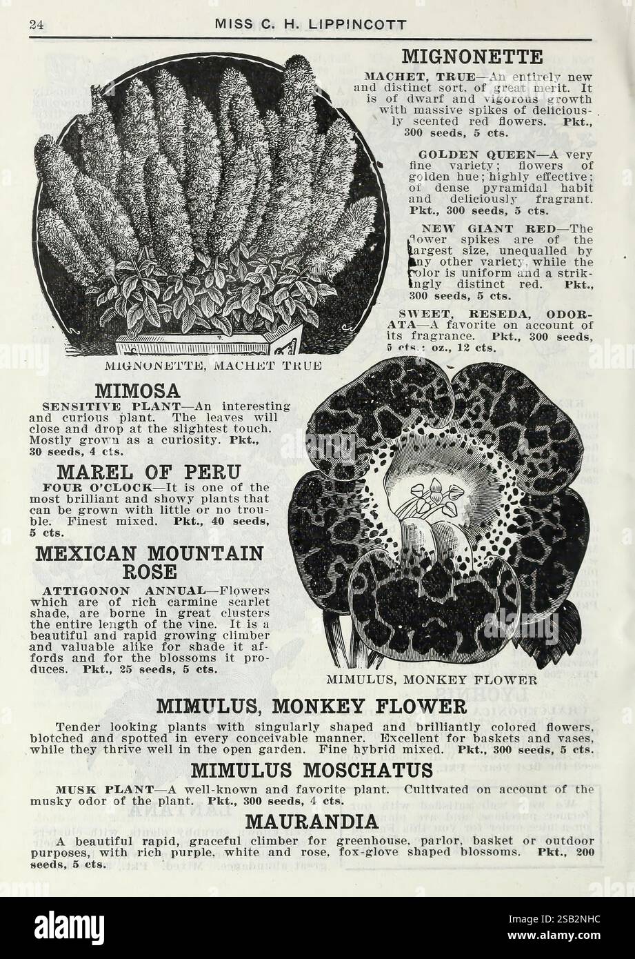 Lippincott Seeds, Minneapolis, Minn, Miss C.H. Lippincott, 1915, Blumen, Gemüse, Obst, Samen, Kataloge, Baumschulen, Gartenbau, Gartengeschichten, in Blüte, die Ausstellung zeigt eine Sammlung von botanischen Illustrationen, die verschiedene Pflanzenarten zeigen, jede von detaillierten Beschreibungen begleitet. Im Mittelpunkt des Grundrisses steht die „Mignonette“, die für ihren süßen Duft und ihre zarte Form bekannt ist. Daneben befinden sich Illustrationen von „Mimosa“, die die empfindlichen Blätter hervorheben, die auf Berührung reagieren, und die „mexikanische Bergrose“, die für ihr markantes Aussehen bekannt ist. Weitere bemerkenswerte Pflanzen sind „Mimulus M Stockfoto