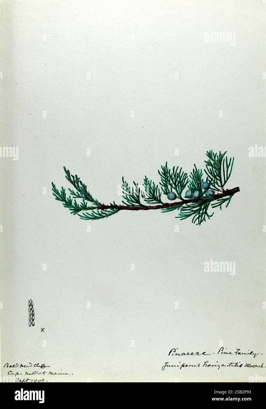 Aquarellskizzen von Pflanzen aus Nordamerika und Europa. Eine zarte Illustration, die einen Zweig aus der Familie der Pinaceae zeigt, mit schlanken, nadelförmigen Blättern und kleinen blau-grünen Beeren. Der Zweig ist detailliert und konzentriert sich auf die natürliche Anordnung des Laubs, wobei die komplizierten Texturen und Formen der Kiefernnadeln hervorgehoben werden. An der Seite befindet sich ein kleiner Abschnitt mit einer stilisierten Darstellung eines Kiefernkegels, der die botanische Studie ergänzt. Die Zusammensetzung wird durch handschriftliche Etiketten ergänzt, die die Familie und die spezifischen Merkmale der abgebildeten wacholderarten kennzeichnen Stockfoto