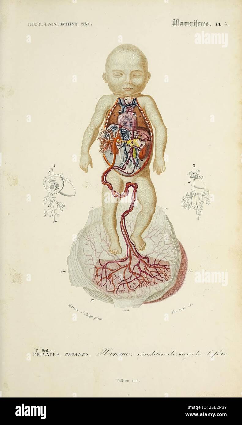 Dictionnaire universel d'histoire naturelle Paris Chez les editeurs MM. Renard, Martinet et et cie Rue et Hotel Mignon 2 (Quartier de l'Ecole-de-Médecine) et chez Langlois et Leclercq Rue de la Harpe 81 Victor Masson Place de l'Ecole-de-Médecine 1847-1849 Botanik Wörterbücher Naturgeschichte Bildwerke präsentiert eine detaillierte Untersuchung der Gefäßorgane, die anatomischen Strukturen der menschlichen Organe und die anatomischen Strukturen. Die Figur befindet sich in Rückenlage, mit transparenten Schichten, die das Herz, die Lunge und die wichtigsten Blutgefäße sowie den umgebenden Fruchtbeutel freilegen Stockfoto