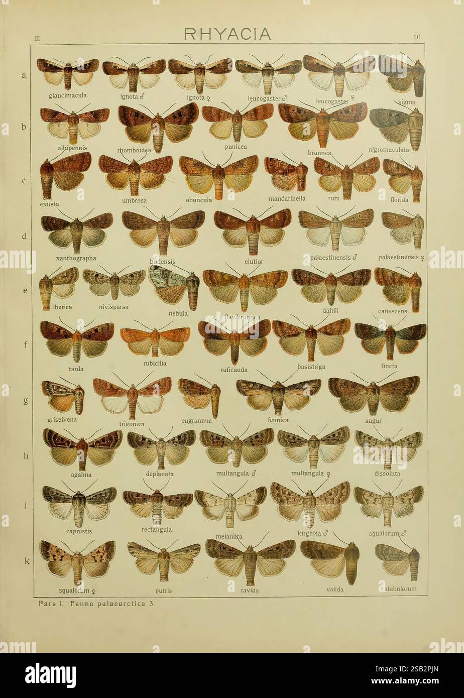 Die Makrolepidoptera der Welt. v.3. Platten Stuttgart, Seitz'schen (Kernen), 1906-1933, schmetterlinge, schmetterlinge, diese Abbildung zeigt eine detaillierte Anordnung verschiedener Arten von Falter aus der Gattung Rhyacia. Das Layout zeigt jede Art in einem systematischen Rasterformat, in dem ihre dorsalen Ansichten dargestellt werden. Jeder Falter ist mit einem eindeutigen Buchstaben und einem entsprechenden wissenschaftlichen Namen versehen, um eine einfache Identifizierung zu ermöglichen. Die Vielfalt an Farbmustern und Markierungen unterstreicht den visuellen Reichtum dieser Lepidoptera und enthüllt komplizierte Details in ihren Flügeln. Diese Informationsquelle Stockfoto