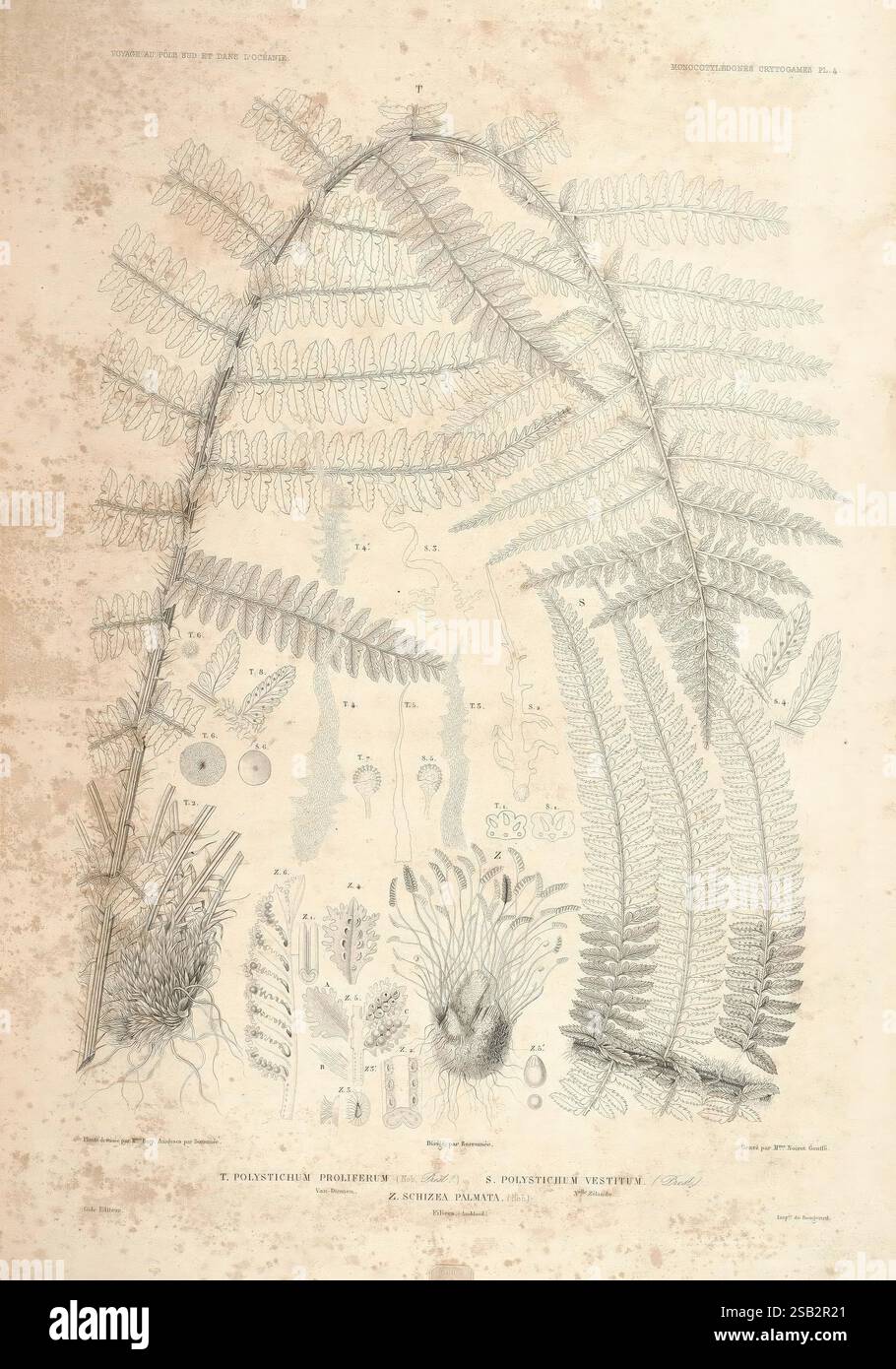 Botanique, Paris, Gide et Cie, 1845-1853., diese Illustration zeigt verschiedene botanische Studien von Farnen mit detaillierten Darstellungen von Blättern und Wedeln. Die komplizierten Muster des Laubs heben verschiedene Arten hervor und bieten eine genaue Untersuchung ihrer Struktur. Weitere Elemente sind Diagramme, die reproduktive Komponenten wie Sporen darstellen können, und vergrößerte Abschnitte für Bildungszwecke. Die Anordnung der botanischen Elemente unterstreicht die Vielfalt und Komplexität der Farne und offenbart ihre einzigartigen Merkmale und Eigenschaften. Stockfoto