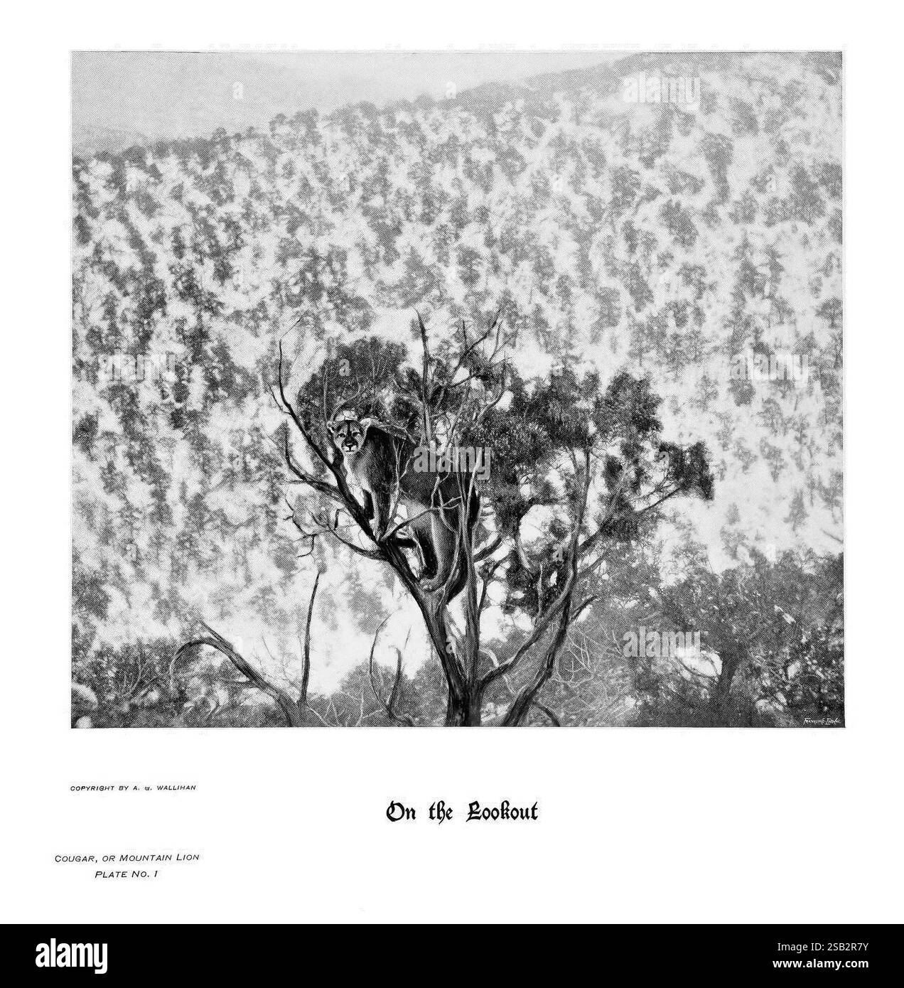 Hufe, Klauen und Geweihe der Rocky Mountains, vor der Kamera, Denver, Co. F. S. Thayer, 1894, Tiere, malerische Arbeiten., Ein einsamer Berglöwe thront hoch in einem Baum, sein scharfer Blick über die umliegende Landschaft. Die Szene zeigt ein zerklüftetes Gelände mit Laub und weichen, wirbelnden Linien, die ein Gefühl von Tiefe und Textur schaffen. Der Berglöwe, gewandt und aufmerksam, verkörpert das Wesen von Wildheit und Wachsamkeit. Unten tragen die komplizierten Muster der fernen Hügel und Bäume zu einer ruhigen und doch dramatischen Atmosphäre bei, die die Verbindung zwischen dem Raubtier und seiner Natur unterstreicht Stockfoto