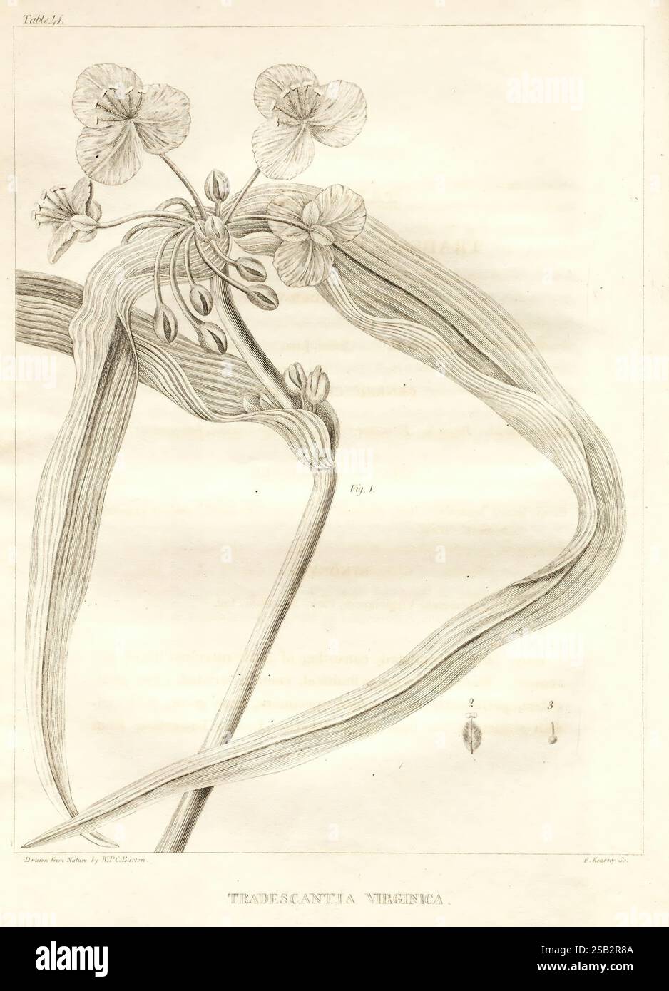 Eine Flora Nordamerikas, Philadelphia, M. Carey & Sons, 1821-23 North America Botany, eine detailreiche botanische Illustration zeigt die Tradescantia virginica Pflanze mit ihren langen Blättern und zarten Blüten. Die Komposition betont die anmutigen Kurven der Blätter, die mit feinen Texturen verziert sind, während die Blüten mit präzisen Linien dargestellt werden, die ihre eleganten Blüten und ihre Fortpflanzungsstrukturen betonen. Diese visuelle Darstellung wird durch numerische Anmerkungen ergänzt, die wahrscheinlich einem Schlüssel oder einer Beschreibung entsprechen und zusätzlichen Kontext über die Anlage bieten.“ Stockfoto