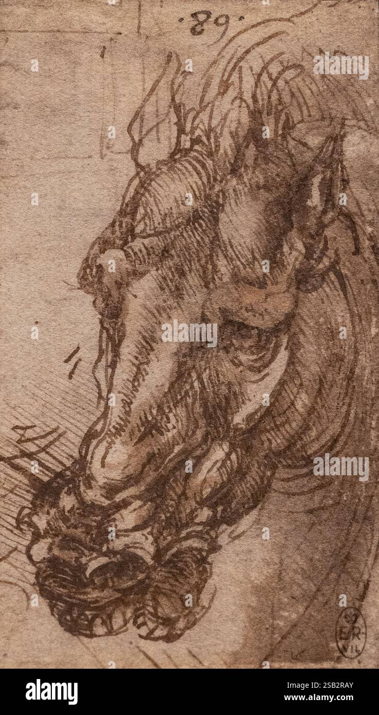 Leonardo da Vinci Zeichnung; da Vinci 'Kopf eines Pferdes' 1503-05; Skizze aus dem 16. Jahrhundert, Stift und braune Tinte auf Papier; Stockfoto