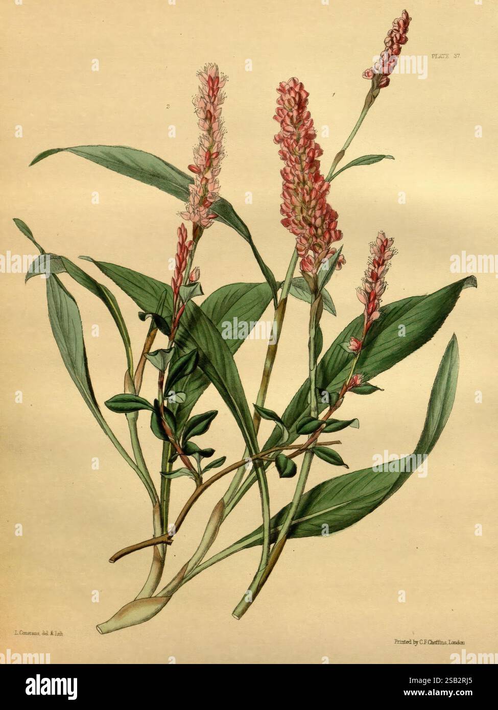 Paxtons Blumengarten London Bradbury and Evans 1850-1853, eine Illustration einer blühenden Pflanze mit langen Stacheln, die mit zarten rosa Blüten verziert sind. Die Pflanze verfügt über breite, grüne Blätter, die sich elegant vom zentralen Stiel abheben und dem leuchtenden Blumendesign einen üppigen Hintergrund verleihen. Die Komposition betont die komplizierten Details der Blüten und des Laubs und unterstreicht die natürliche Schönheit und Komplexität dieses botanischen Exemplars. Jedes Element wird präzise gerendert, was zu einer genaueren Untersuchung seiner einzigartigen Eigenschaften einlädt. Stockfoto