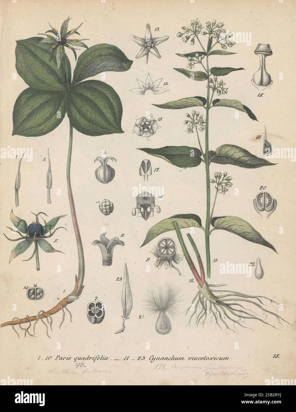 Giftpflanzen-Buch, oder, Allgemeine und besondere Naturgeschichte sämmtlicher inländischen sowie der wichtigsten ausländischen phanerogamischen und cryptogamischen Giftgewächse, Stuttgart, Hoffmann'sche Verlags-Buchhandlung, 1845, Bildwerke, giftige Pflanzen, die Abbildung zeigt zwei botanische Arten, die neben verschiedenen detaillierten Studien ihrer floralen und vegetativen Strukturen dargestellt werden. Auf der linken Seite ist *Paris quadrifolia*, gekennzeichnet durch seine markanten, wirbelnden Blätter und eine einsame Blüte, die von einem zentralen Punkt aus auftaucht, mit seinem unten dargestellten Wurzelsystem dargestellt. Auf der rechten Seite, Stockfoto