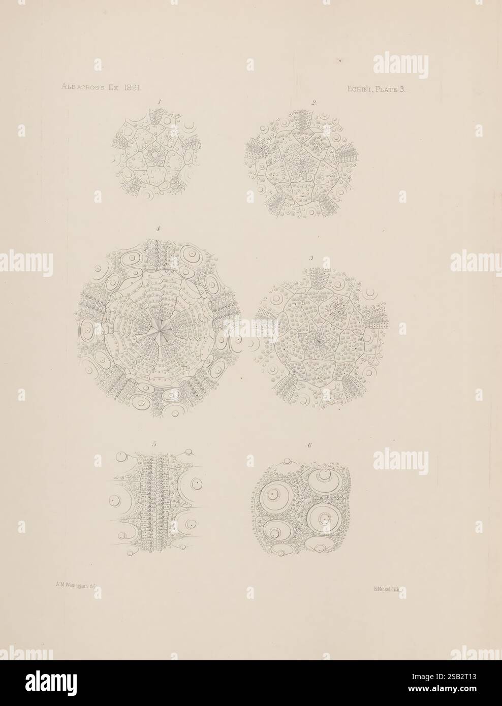 Memoirs of the Museum of Comparative Zoology, Harvard College, Cambridge, Mass. Cambridge [Mass.], das Museum, 1876-1940, Zoologie, Museum of Comparative Zoology, Seeigel, Echini, die Illustration zeigt eine Reihe komplizierter Designs, die verschiedene geometrische Muster und symmetrische Formen zeigen. Jede Formation ist akribisch detailliert und zeigt eine Vielzahl von Texturen und Formen, die natürlichen Organismen oder mikroskopischen Strukturen ähneln. Die zentralen Elemente zeigen komplexe Arrangements aus Kreisen, Linien und Kurven, umgeben von verzierten Rändern, die ihre visuelle Anziehungskraft verstärken. Die COMPO Stockfoto