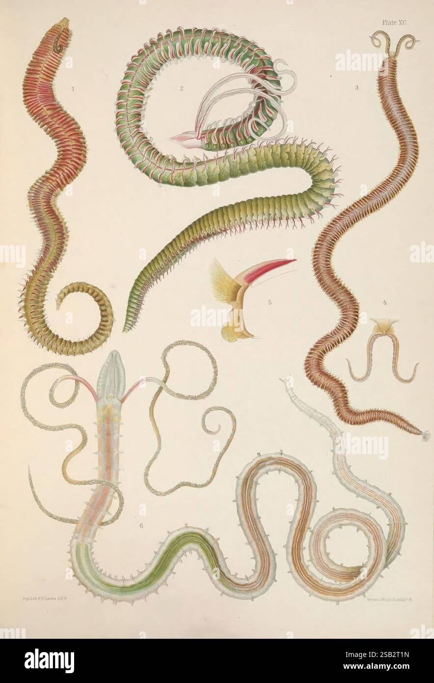 Eine Monografie der britischen Marine Annelids London the Ray Society 1873/1900-1922/23. Annelida Great Britain Nemertea Polychaeta Worms zeigt diese Illustration eine Vielzahl von Meeresbewohnern, die sich hauptsächlich auf langgezogene Körper konzentrieren, die an serpentine Formen erinnern. Die Figuren enthalten detaillierte Darstellungen verschiedener Arten, hervorgehoben mit komplizierten Mustern und einer Reihe von Farben. Jede Kreatur weist unterschiedliche anatomische Merkmale auf, wie Flossenstrukturen und Segmente, die eine klare Identifizierung ermöglichen. Das Arrangement ist numerisch beschriftet, weist auf verschiedene Arten hin und fördert eine tiefere Stockfoto Eine Monografie der britischen Marine Annelids London the Ray Society 1873/1900-1922/23. Annelida Great Britain Nemertea Polychaeta Worms zeigt diese Illustration eine Vielzahl von Meeresbewohnern, die sich hauptsächlich auf langgezogene Körper konzentrieren, die an serpentine Formen erinnern. Die Figuren enthalten detaillierte Darstellungen verschiedener Arten, hervorgehoben mit komplizierten Mustern und einer Reihe von Farben. Jede Kreatur weist unterschiedliche anatomische Merkmale auf, wie Flossenstrukturen und Segmente, die eine klare Identifizierung ermöglichen. Das Arrangement ist numerisch beschriftet, weist auf verschiedene Arten hin und fördert eine tiefere Stockfoto