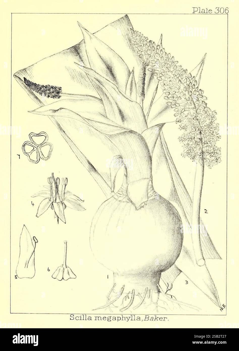 Natal, Plants, Durban, Bennett, Davis, 1899, 1898, 1912, Botanik, Geburt, Pflanzen, Stämme, Blätter, Blumen, die Illustration zeigt eine detaillierte botanische Studie von Scilla neapolitana, allgemein bekannt als der Schnitzel. Es enthält verschiedene Elemente wie die Birne, Blätter und die Blütenstruktur. Die Glühlampe ist in der Mitte deutlich sichtbar dargestellt, umgeben von langen Blättern, die ihre lineare Form zeigen. An der Seite befinden sich beschriftete Diagramme der floralen Komponenten, die die verschiedenen Teile einschließlich der Blütenblätter und der Fortpflanzungsstrukturen veranschaulichen. Die Zahlen geben bestimmte Teile an, die für die Schulung benötigt werden Stockfoto