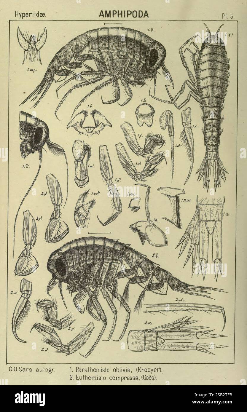Ein Bericht über die Crustacea of Norway Amphipoda Plates Christiania, A. Cammermeyer, 1895-1928, Norwegen, Crustacea, die Abbildung zeigt verschiedene Arten von Amphipoden, eine Gruppe kleiner, garnenartiger Krebstiere, die in Meeres- und Süßwasserumgebungen vorkommen. Es werden detaillierte anatomische Diagramme gezeigt, die verschiedene Körperstrukturen hervorheben, einschließlich Antennen, Anhängen und segmentierten Körpern. Zu den dargestellten Arten gehören Paramehisto oblivia und Euthemisto compressa, mit Etiketten, die bestimmte Merkmale wie Gliedmaßen und Kiemen kennzeichnen. Jeder Organismus wird mit akribischer Liebe zum Detail dargestellt, il Stockfoto