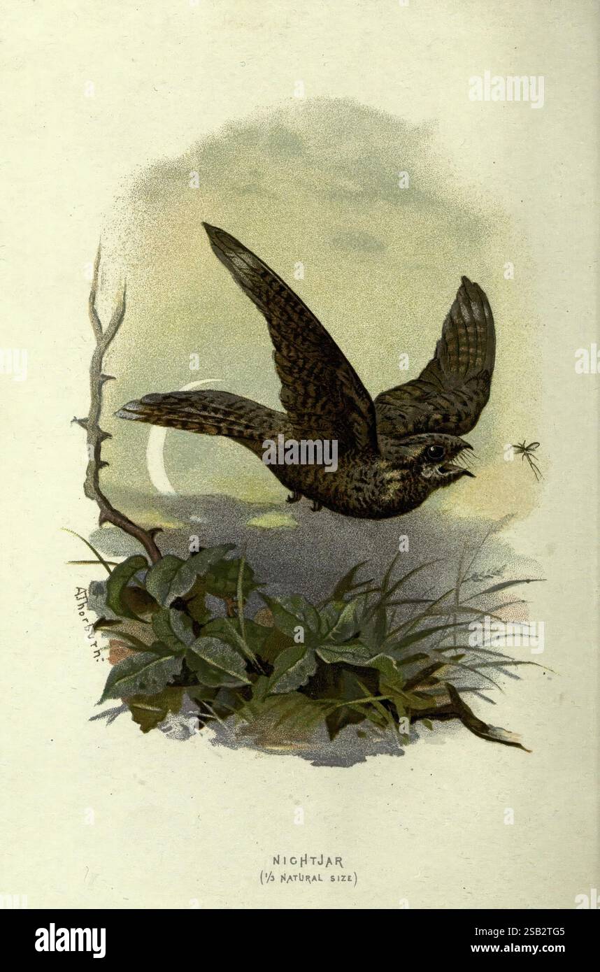 Bekannte Wildvögel, London, New York, Cassell, 1883, Vögel, Wörterbücher, Bildwerke, Caprimulgus europaeus, eurasische Nachtschnecke, ein Nachtglas im Flug, das sein filigranes Gefieder und seine auffälligen Merkmale zeigt. Die Flügel des Vogels sind ausgestreckt, während er anmutig durch seinen natürlichen Lebensraum manövriert, der mit üppigem Grün und weichem Laub dargestellt wird. Im Hintergrund verstärkt ein subtiler Halbmond die ruhige Atmosphäre, während ein Insektenbrummen in der Nähe des Nachtschneckens, das möglicherweise als nächste Mahlzeit dient. Die Gesamtszene fängt das Wesen der Dämmerung ein und betont die nächtliche nat des Vogels Stockfoto