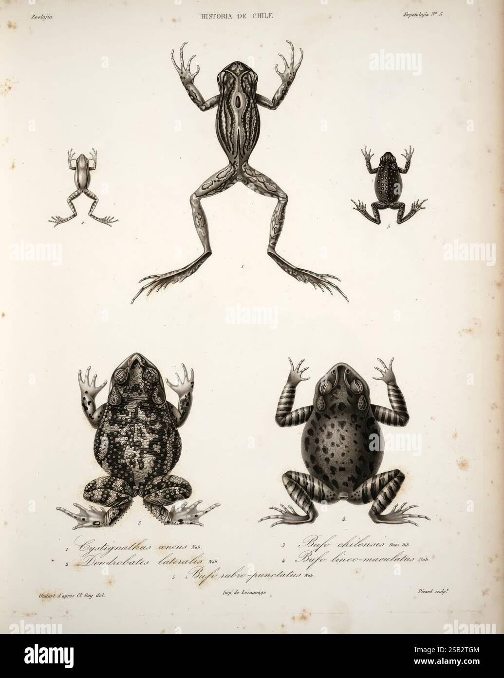 Historia, fisica, y, politica, DE, Chile, segun, documentos, adquiridos, en, esta, republica, durante, Doce, años, de, residencia, en, ella, y, publicada, bajo, los, auspicios, del, supremo, gobierno, Paris, Chile, en, el, Museo, DE, Historia, Natural, de, Santiago, EN, casa, del, Autor 1844-71, Chile, Pflanzen, Geschichte, Natur, Geschichte, Landwirtschaft, Zoologie, Quellen, Politik, und, Regierung, die Illustration zeigt eine Reihe von Fröschen aus der "Historia de Chile". In der Mitte ist ein hoher und schlanker Frosch in einer hüpfenden Pose dargestellt, der seine langen Gliedmaßen zeigt. Um diese zentrale anlage herum Stockfoto