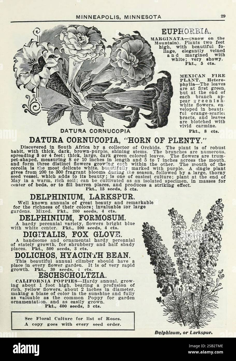 Lippincott Seeds, Minneapolis, Minn, Miss C.H. Lippincott, 1915, Blumen, Gemüse, Obst, Samen, Kataloge, Baumschule, Gartenbau, Gartengeschichten, in Blüte, Eine detaillierte botanische Illustration mit verschiedenen Pflanzen und Blumen, die ihre Namen und Beschreibungen zeigt. Im Mittelpunkt steht die „DATURA CORNUCOPIA“, auch bekannt als „Horn des Plusses“, begleitet von lebendigen Blumendarstellungen. In der Nähe werden „EUPHORBIA“, „DELPHINIUM“ und „DIGITALIS“ dargestellt, wobei jeweils besondere Merkmale hervorgehoben sind. Das Layout betont die Vielfalt und Schönheit dieser Pflanzen und bietet sowohl künstlerische Aspekte Stockfoto