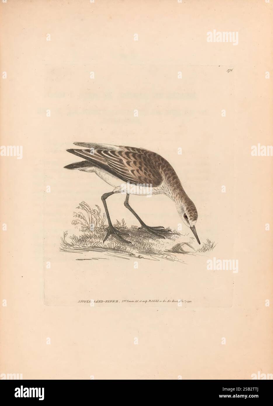 The Birds of Great Britain, 1795–1801, Museum of Comparative Zoology, ist Ein schlanker Küstenvogel dargestellt, der anmutig gebeugt ist, während er sich nach unten beugt, um den Boden mit seinem langen Schnabel zu erforschen. Der Vogel verfügt über ein gesprenkeltes braunes und weißes Gefieder mit komplizierten Mustern, die sich harmonisch in die natürliche Umgebung einfügen. Darunter befinden sich zarte Gräser und Laub, die auf den Lebensraum des Vogels hinweisen. Diese detaillierte Darstellung spiegelt eine scharfe Beobachtung der Tierwelt wider und erfasst das Wesen des Verhaltens der Küstenvögel in ihrer Umgebung. Stockfoto
