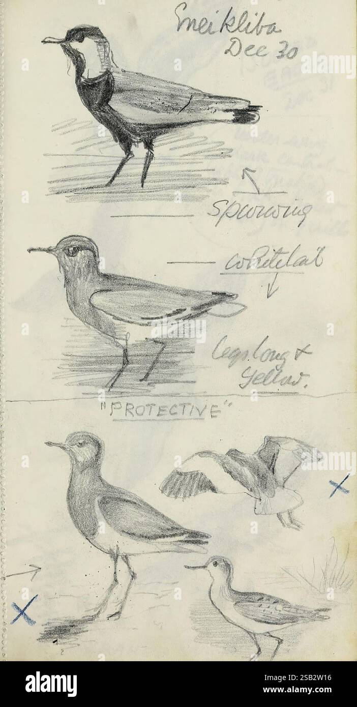 Abel Chapmans Sudan Sketchbooks zwischen 1913 und 1919 zeigt das Kunstwerk eine Reihe von Vogelskizzen, die jeweils mit beschreibenden Etiketten versehen sind. Im oberen Bereich befindet sich ein Vogel, der als „Spoonwing“ bezeichnet wird und sich durch seine einzigartige Flügelform auszeichnet. Darunter ist das „Whitelat“ mit zarten Details dargestellt, die seine Merkmale betonen. Die letzte Skizze ist mit „schützend“ beschriftet und zeigt einen Vogel in dynamischer Pose, während er fliegt, und zeigt seine Flügel und seine Bewegung. Jede Zeichnung fängt das Wesen der Vögel ein und achtet dabei sorgfältig auf ihre Formen und Eigenschaften. Stockfoto