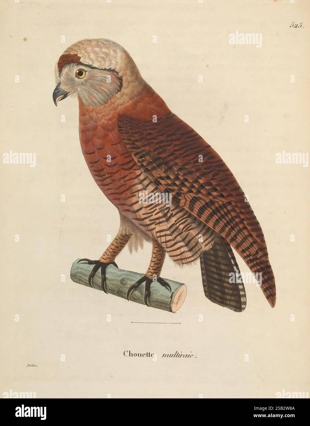 Nouveau recueil de planches coloriées d'oiseaux, A Strasbourgh, Chez Legras Imbert et Comp, 1838, Vögel, Bildwerke, Strix leptogrammica, eine detaillierte Abbildung einer gelbbraunen Eule, die auf einem schmalen, grünlichen Baumstamm thront. Die Eule zeigt ein sattes braunes und rostiges Gefieder mit komplizierten Federmustern, die am Körper hervorgehoben werden. Sein rundes Gesicht, eingerahmt von weichen Federn, zeigt markante, ausdrucksstarke Augen, die ein Gefühl von scharfer Wahrnehmung vermitteln. Ein zarter Schnabel blickt hervor, was auf Bereitschaft und Wachheit hindeutet. Der Hintergrund ist dezent strukturiert und bietet eine naturalistische Umgebung, die die Eulen noch schöner macht Stockfoto