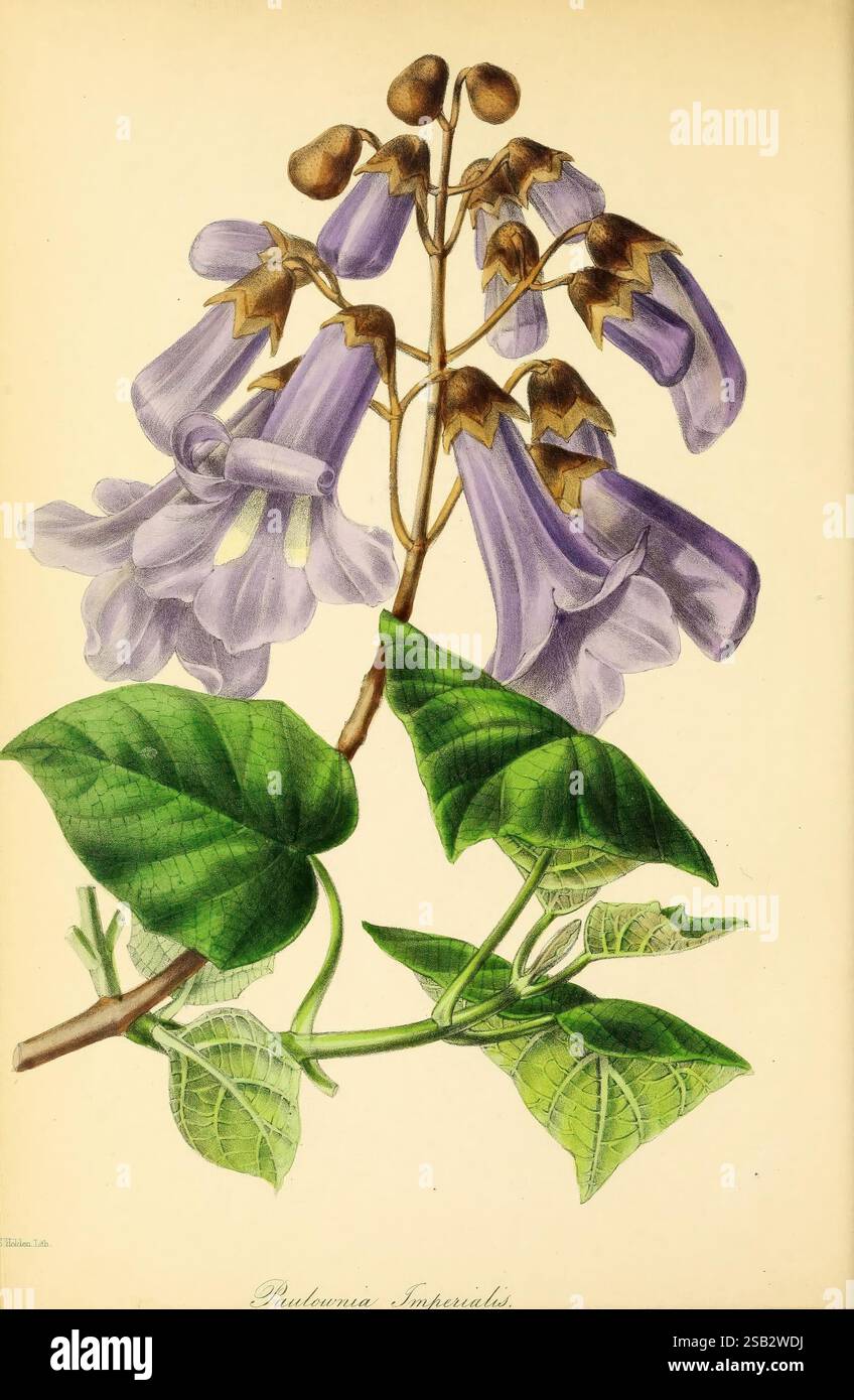 Paxtons Zeitschrift für Botanik London Orr and Smith Botanik Zeitschriften Blumen Stiele Blätter zeigt eine Gruppe von eleganten, röhrenförmigen Blumen in sanften Violettönen, die mit zartem Gold an den Rändern der Blütenblätter akzentuiert sind. Diese Blüten stehen auf einem Blattstiel, der breite, üppig grüne Blätter aufweist, die ein Gefühl von Lebendigkeit und Leben hervorrufen. Jede Blume zeigt komplizierte Details, die die feinen Adern und Texturen in den Blütenblättern offenbaren. Die Komposition unterstreicht die Schönheit und Zartheit der Pflanze und lädt zu Bewunderung für ihre natürliche Kunstfertigkeit und botanische Bedeutung ein. T Stockfoto