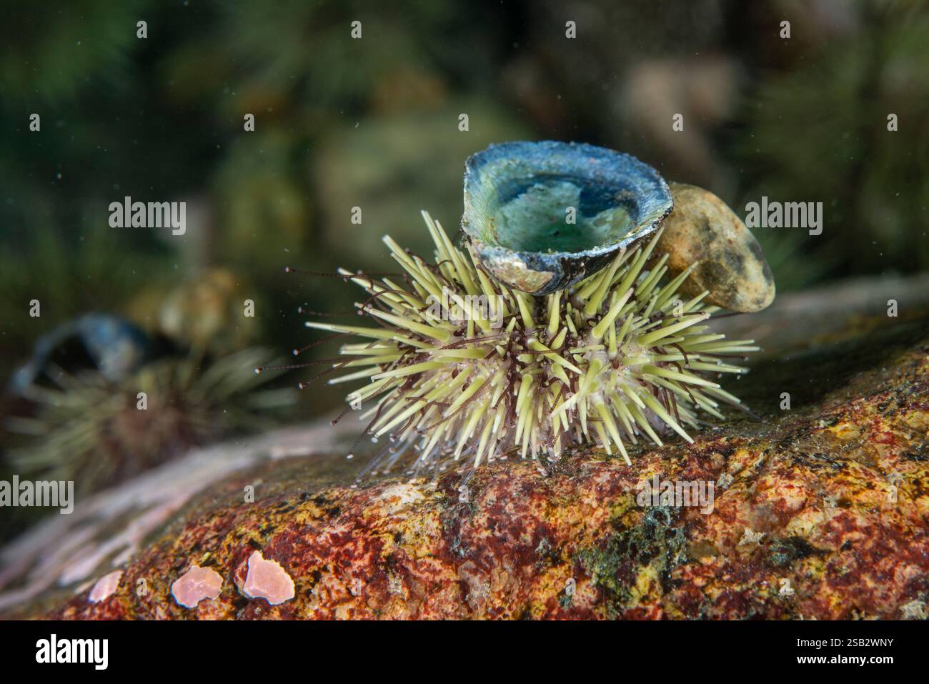 Grüner Seeigel unter Wasser im St. Lawrence River in Kanada Stockfoto