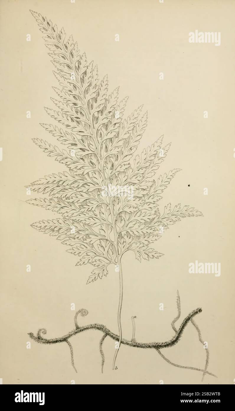The Florist and Garden miscellany, London, Chapman and Hall, 1850-1851, Großbritannien, Gartenarbeit, Zeitschriften, Blumengärtnerei, Eine wunderschön detaillierte Illustration eines Farns, die seine raffinierten Wedel zeigt, die von einem zentralen Stamm ausstrahlen. Die komplizierten Muster der Flugblätter zeigen die einzigartige Struktur der Pflanze und betonen die zarten Adern und Lappen. Unterhalb der Fronde fügt eine künstlerische Darstellung des Wurzelsystems mit sich kräuselnden Ranken, die die Pflanze an der Erde zu verankern scheinen, der Komposition Tiefe hinzu. Diese Darstellung unterstreicht die Eleganz der botanischen Kunst und zeichnet ATT Stockfoto