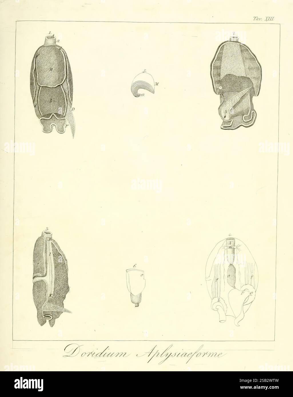Memorie sulla storia e notomia degli animali senza vertebre del regno di Napoli, Neapel, 1823-1829. Anatomie Wirbellose Blutegel in der Bucht von Neapel Zoologie Museum für Vergleichende Zoologie, Eine wissenschaftliche Illustration, die verschiedene Ansichten der Meeresbewohner Doryteuthis phlysiiformis zeigt. Die obere Reihe zeigt die dorsale und laterale Perspektive, während die untere Reihe eine Nahaufnahme der Schale des Kreaturen und eine detaillierte Darstellung seiner Anatomie zeigt. Die Abbildung betont die einzigartige Form und Struktur des Organismus und unterstreicht seine Bedeutung für die Meeresbiologie. Jede Figur ist vorsichtig Stockfoto