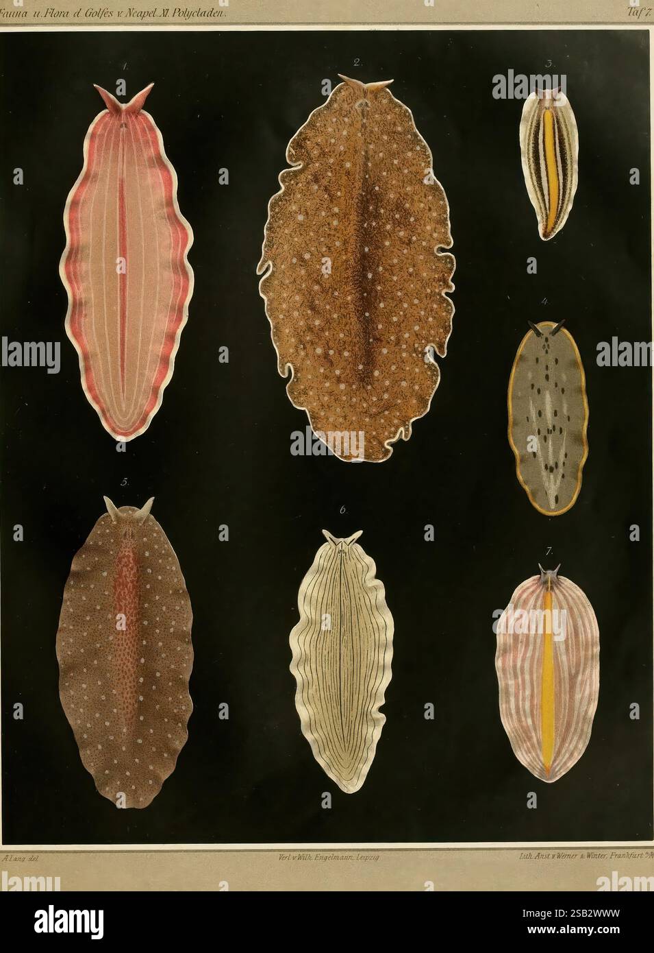 Die Polycladen (Seeplanarien) des Golfes von Neapel und der angrenzenden Meeres-Abschnitte. Leipzig, W. Engelmann, 1884. Italien, Neapel, Bucht, Turbellaria, Worms, die Illustration zeigt eine Sammlung verschiedener Meeresschnecken, die ihre einzigartigen Formen und Farben zeigen. Jedes Exemplar ist akribisch detailliert, mit Zahlen, die verschiedene Arten anzeigen. Die vielfältigen Muster, von Streifen bis hin zu Flecken, verdeutlichen die reiche Vielfalt der Meereslebewesen. Der kontrastierende Hintergrund verstärkt die visuelle Wirkung der Organismen und zeigt ihre komplizierten Texturen und Formen, was ihn zu einem faszinierenden stu macht Stockfoto