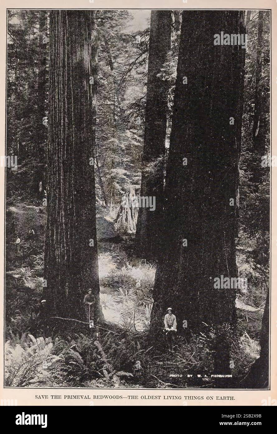 Das Burbank Seed Book Santa Rosa Calif Luther Burbank Co. Luther Burbank Company California Kataloge Baumschulen Gartenbau Baumschulen Stock Rosa Santa Rosa Seed Industry and Trade Seeds Garden Stories Redwoods in Bloom Trees Taxonomy: Family = Cupressaceae Redwood, Eine ruhige Waldszene mit hoch aufragenden Mammutbäumen, einige der ältesten lebenden Organismen auf dem Planeten. Die riesigen Stämme steigen dramatisch auf, bedeckt mit Moos und umgeben von üppigen Farnen und Unterholz. Im Vordergrund steht eine Person zwischen den Bäumen und betont die Größe der massiven Mammutbäume. Text am unteren Rand drängt auf das p Stockfoto