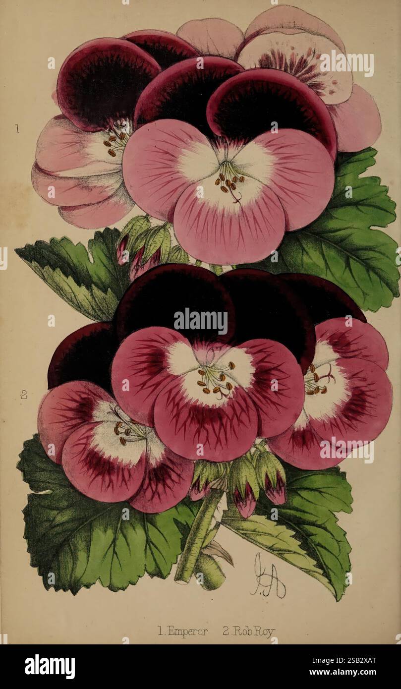 Der Florist und Pomologe. London, Journal of Horticulture Office, 1863-1879., Eine botanische Illustration, die zwei Sorten von Geranien zeigt, gekennzeichnet als '1. Kaiser“ und „2. Rob Roy.“ Die Blüten zeigen eine reiche Mischung aus tiefem Violett und Rosa, mit markanten schwarzen Markierungen in der Mitte, die eine beeindruckende visuelle Wirkung erzeugen. Jede Blüte wird von üppigem Grün begleitet, das sich wunderbar mit den leuchtenden Blütenblättern abhebt und die komplizierten Details der Blüten unterstreicht. Die feine Balance zwischen Blumen und Blättern unterstreicht ihre natürliche Schönheit und künstlerische Darstellung in botan Stockfoto