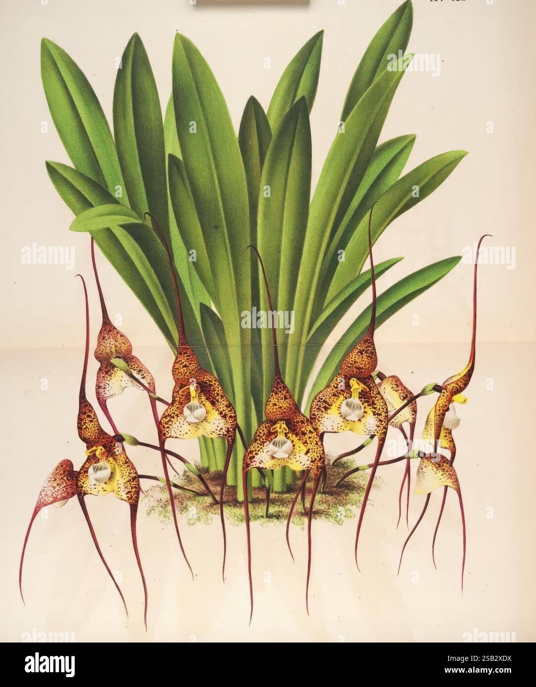 L'Illustration horticole, Gand, Belgien, Imprimerie et lithographie de F. et E. Gyselnyck, 1854-1896, Blumenzucht, Gartenbau, Gewächshäuser, Gartenbau, Periodika, die Komposition zeigt eine Gruppe von auffälligen Orchideen, die sich durch ihre langen, spinnenähnlichen Blüten und einzigartigen gefleckten Muster auszeichnen. Die leuchtenden Gelb- und Brauntöne bilden einen fesselnden Kontrast zu den üppig grünen Blättern, die das Arrangement einrahmen. Jede Orchidee weist eine eigene Struktur auf, wobei einige Lippen hervortreten, die ihren Reiz verstärken. Die Gesamtszene verkörpert die Eleganz und Komplexität der Natur Stockfoto