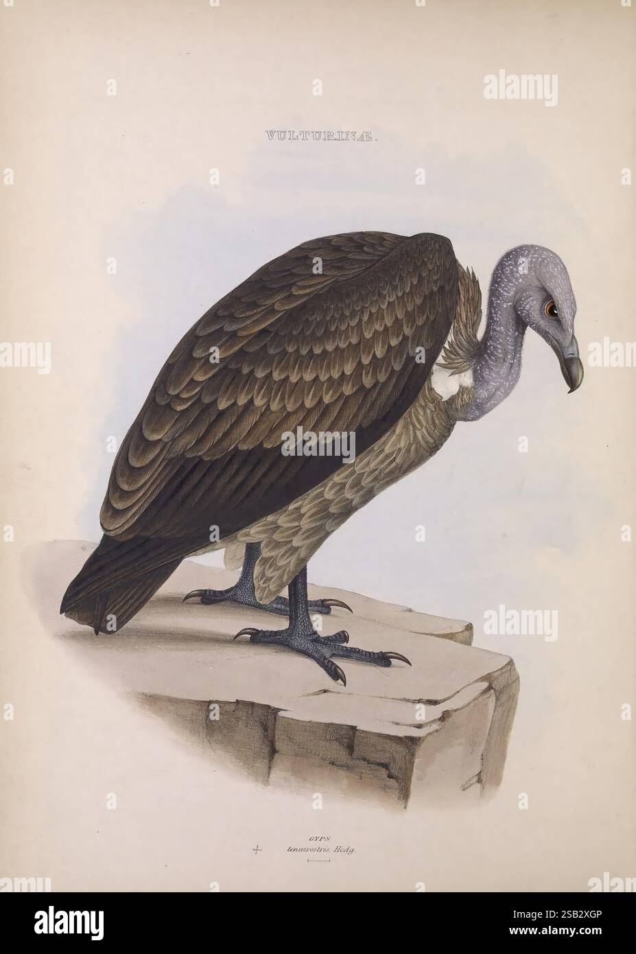 Die Gattungen der Vögel, 1849, Vögel, Verhaltensklassifizierung, Bildwerke, die ornithologische Illustration, Ein wunderschön illustrierter Geier, der sein beeindruckendes Gefieder mit einer Mischung aus dunklem Braun und reichhaltigen Texturen zeigt. Der Vogel steht anmutig auf einem Felsvorsprung, mit leicht gedrehtem Kopf, der seinen unverwechselbaren Schnabel und seine auffälligen Gesichtszüge unterstreicht. Die komplizierten Details der Federn werden präzise dargestellt, was die majestätische Natur dieses Schnitzelers unterstreicht. Der Titel „Vulturidae“ ist oben elegant angebracht und deutet auf die wissenschaftliche Kategorisierung dieser Art mit an Stockfoto
