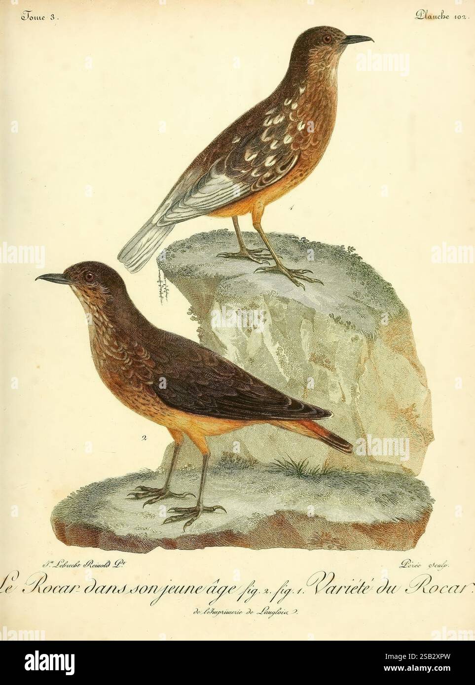 Histoire naturelle des oiseaux d'Afrique, A Paris, Chez J.J. Fuchs, libraire, 7, 1799-1808. Africa, Birds, Monticola, rupestris, die Szene zeigt zwei Vögel, die in einem naturalistischen Stil auf felsigen Oberflächen thronen. Der Vogel auf der linken Seite ist jünger und zeichnet sich durch ein etwas anderes Federmuster und eine etwas andere Färbung als der Erwachsene Vogel auf der rechten Seite aus. Beide Vögel zeigen eine detaillierte Darstellung ihres Gefieders mit komplizierten Mustern und Texturen. Der Hintergrund umfasst weiche, schattige Bereiche, die auf eine natürliche Umgebung hinweisen und den Fokus auf die Vögel verstärken. Diese Illustration Stockfoto