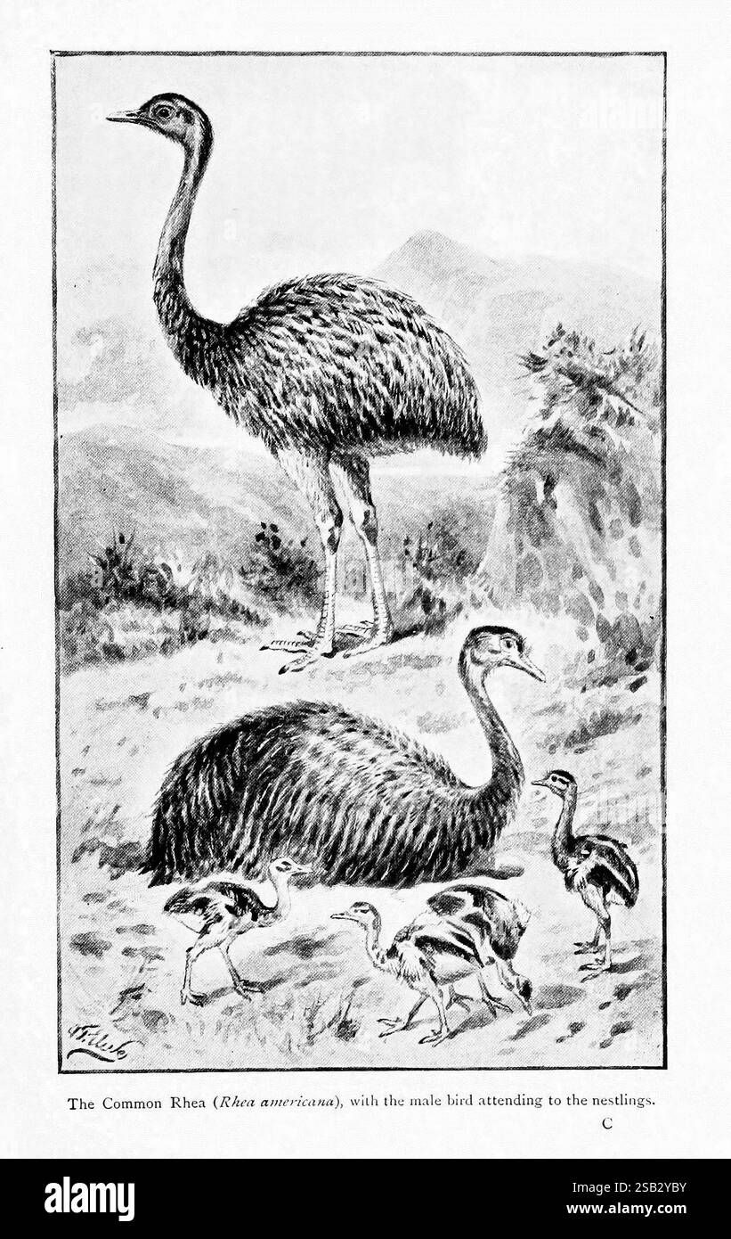 Wunder der Vogelwelt, New York, Frederick A. Stokes Company, [1921]. Birds, Greater rhea, Rhea americana, Colour Collections, die Szene zeigt zwei große, flugunfähige Vögel, die Emus oder Strauße ähneln und in der Landschaft prominent positioniert sind. Die langen Hälse erstrecken sich nach oben und zeigen ihre unverwechselbaren Merkmale, darunter ein schlanker Körper mit strukturierten Federn. In der Nähe befindet sich eine Gruppe kleinerer Küken im Vordergrund, die ihre Rolle bei der Förderung der nächsten Generation betonen. Die Umgebung verfügt über eine Mischung aus natürlichen Elementen, die auf einen Lebensraum voller Vegetation und rugge hinweisen Stockfoto