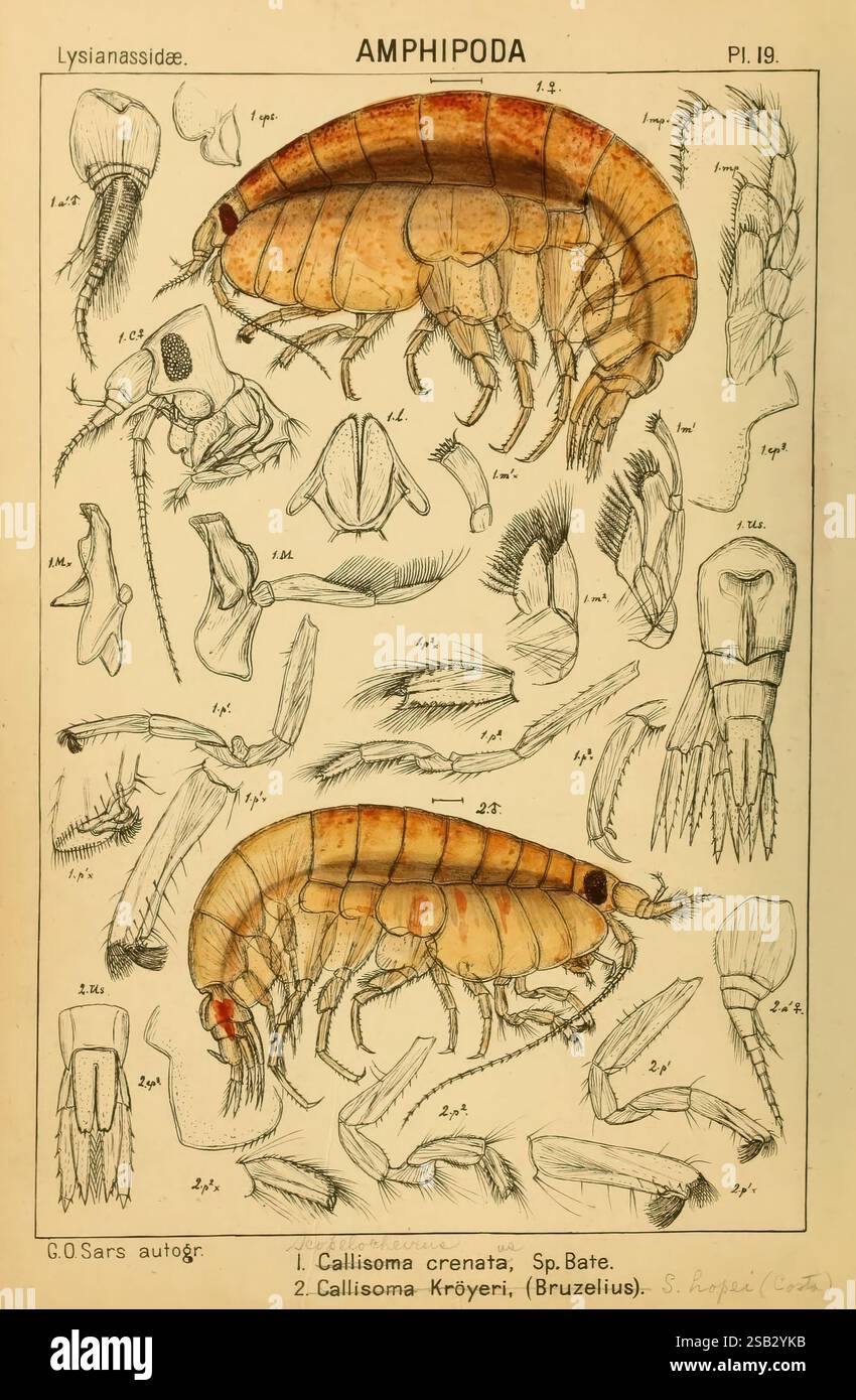Ein Bericht über die Crustacea von Norwegen Christiania, A. Cammermeyer, 1895-1928. Krebstiere, Norwegen, Krebstiere, diese Illustration zeigt verschiedene Arten von Amphipoden und zeigt detaillierte anatomische Zeichnungen. Im Zentrum stehen zwei große Beispiele von Callisoma-Arten, die ihre segmentierten Körper und ihre langen Anhängsel hervorheben. Um diese Exemplare herum befinden sich komplizierte Darstellungen morphologischer Merkmale, einschließlich Beine, Antennen und Kiemen, die jeweils mit entsprechenden Nummern als Referenz gekennzeichnet sind. Der wissenschaftliche Schwerpunkt spiegelt die Vielfalt und Komplexität dieser kleinen Meereskrusta wider Stockfoto