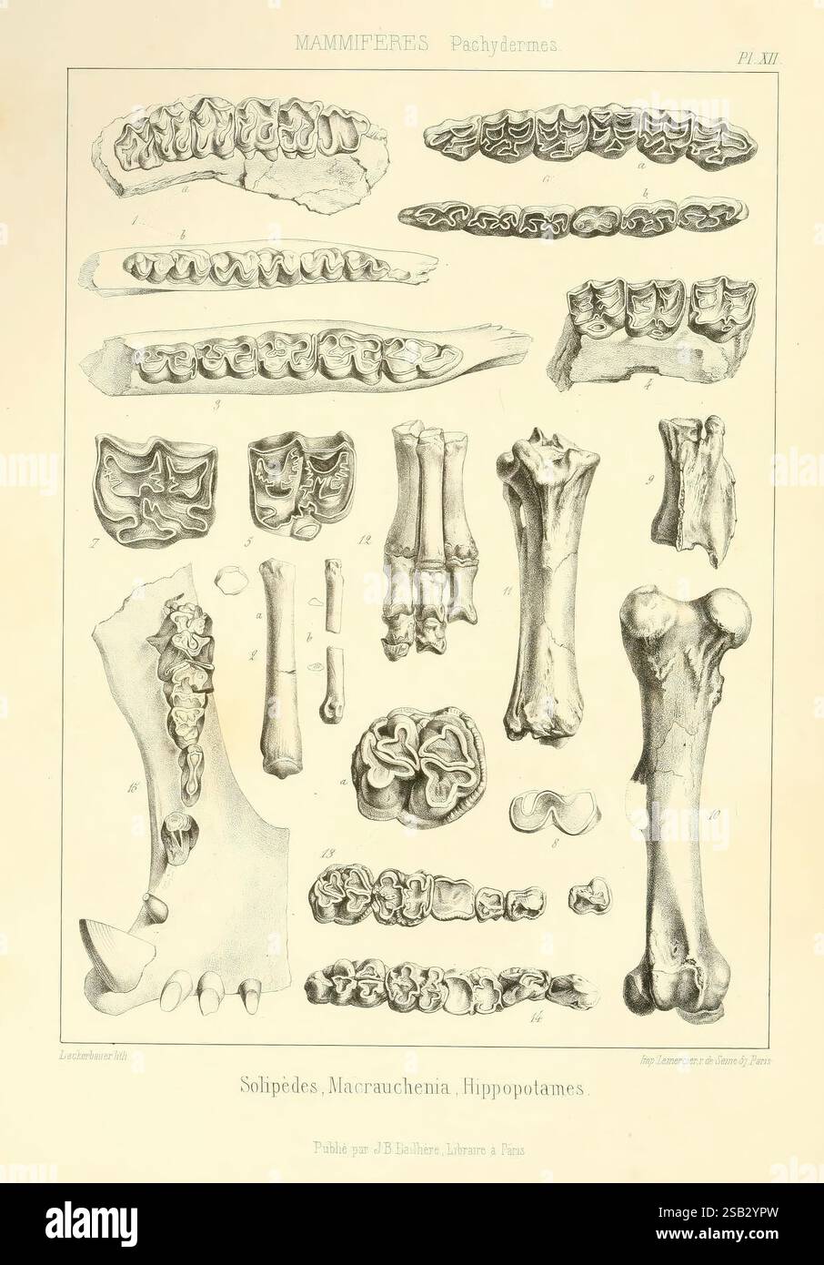 Traité de paléontologie London, H. Ballière, J.-B. Baillière, 1853-1857. Paläontologie Fossils Pictorial Works Fossil Stories, eine komplizierte Illustration, die verschiedene Skelettelemente von Säugetieren zeigt, insbesondere mit dem Fokus auf Dickhäuter. Das Arrangement umfasst eine Reihe von Gebissmustern, Knochen und anatomischen Strukturen, die eine vergleichende Ansicht der Skelettanatomie von Solipedes, Macrauchenia und Nilpferden bieten. Jedes Exemplar ist akribisch beschriftet, was die evolutionären Beziehungen und anatomischen Unterschiede zwischen diesen großen Säugetieren hervorhebt. Das detaillierte Rendering wird hervorgehoben Stockfoto