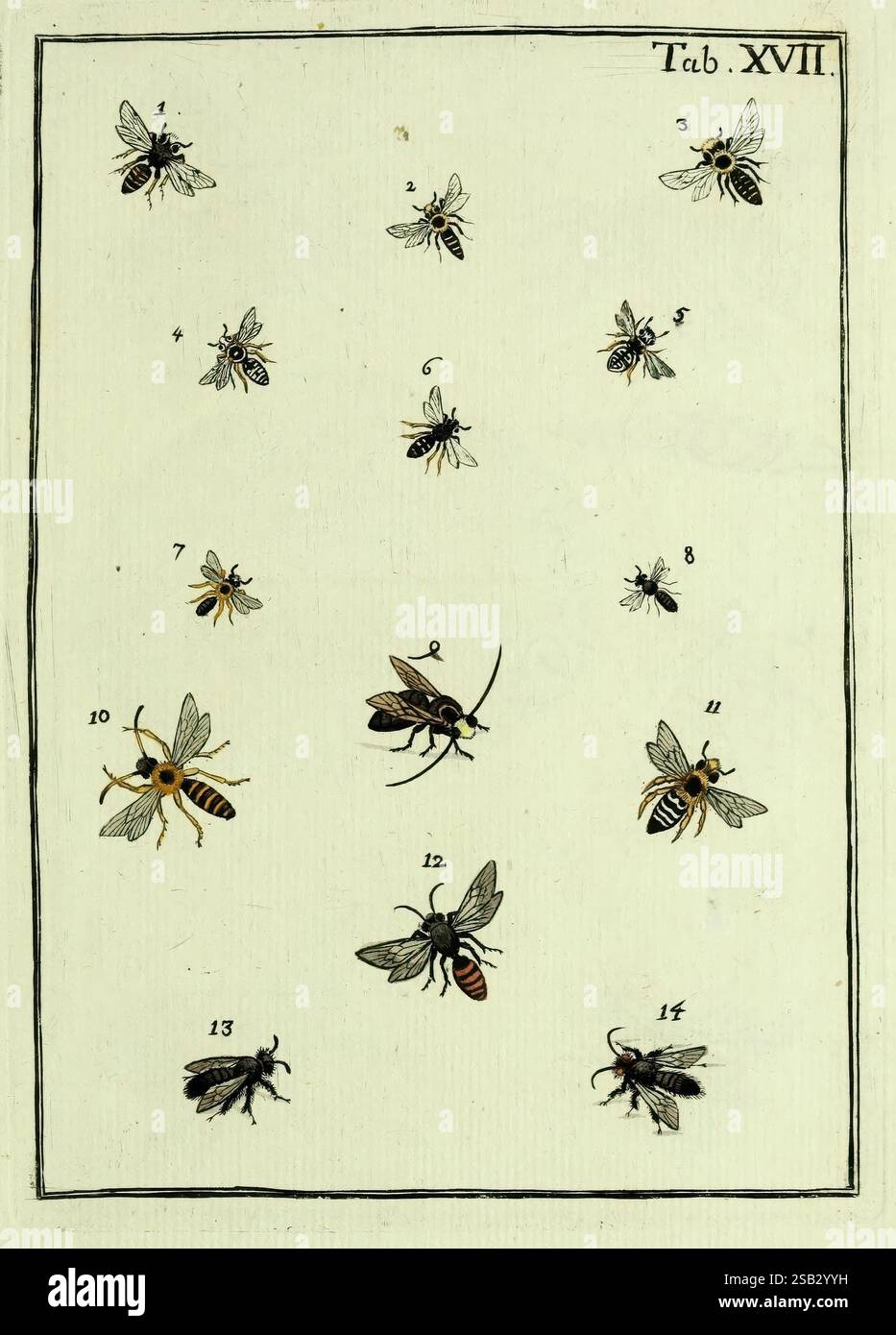 Naturgeschichte, Klassifikation und Nomenclatur der Insekten vom Bienen, Wespen und Ameisengeschlecht, Frankfurt am Main, in der Hermannischen Buchhandlung,1791, Klassifikation, Ohrenarbeiten, Hymenoptera, Insekten, Pictorial Works., Eine detaillierte Illustration mit einer Vielzahl von Bienen, dargestellt in einem Gitterformat mit nummerierten Etiketten zur Identifizierung. Jede Biene ist aufwändig gerendert und zeigt einzigartige Attribute wie Färbung, Körperstruktur und Flügelmuster. Das Arrangement umfasst verschiedene Arten, die ihre Unterscheidungsmerkmale hervorheben, von robusten Hummeln bis hin zu zarten Honigbienen Stockfoto