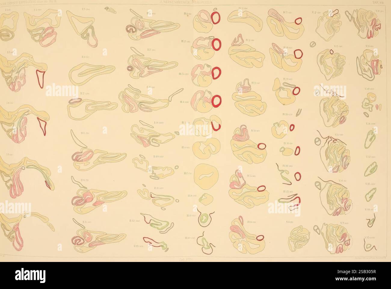 Wissenschaftliche Ergebnisse der Deutschen Tiefsee-Expedition auf dem Dampfer 'Valdivia' 1898-1899 Jena, G. Fischer, 1902-40. Deutsche Tiefsee-Expedition 1898-1899 Meerestiere Wissenschaftliche Expeditionen Valdivia Schiff Reisen um die Welt Pteropoda Meeresschnecken Meeresschnecken Meeresschnecken diese visuelle Darstellung zeigt eine Reihe detaillierter Konturkarten mit einer Vielzahl von Formen und Mustern. Jeder Abschnitt ist sorgfältig mit überlappenden Linien abgegrenzt, die auf unterschiedliche Höhen oder Datenpunkte hinweisen. Die Verwendung von Farben hebt Schlüsselbereiche hervor, wobei Rot und Rosa auf bestimmte Merkmale oder Anomalien hinweisen Stockfoto