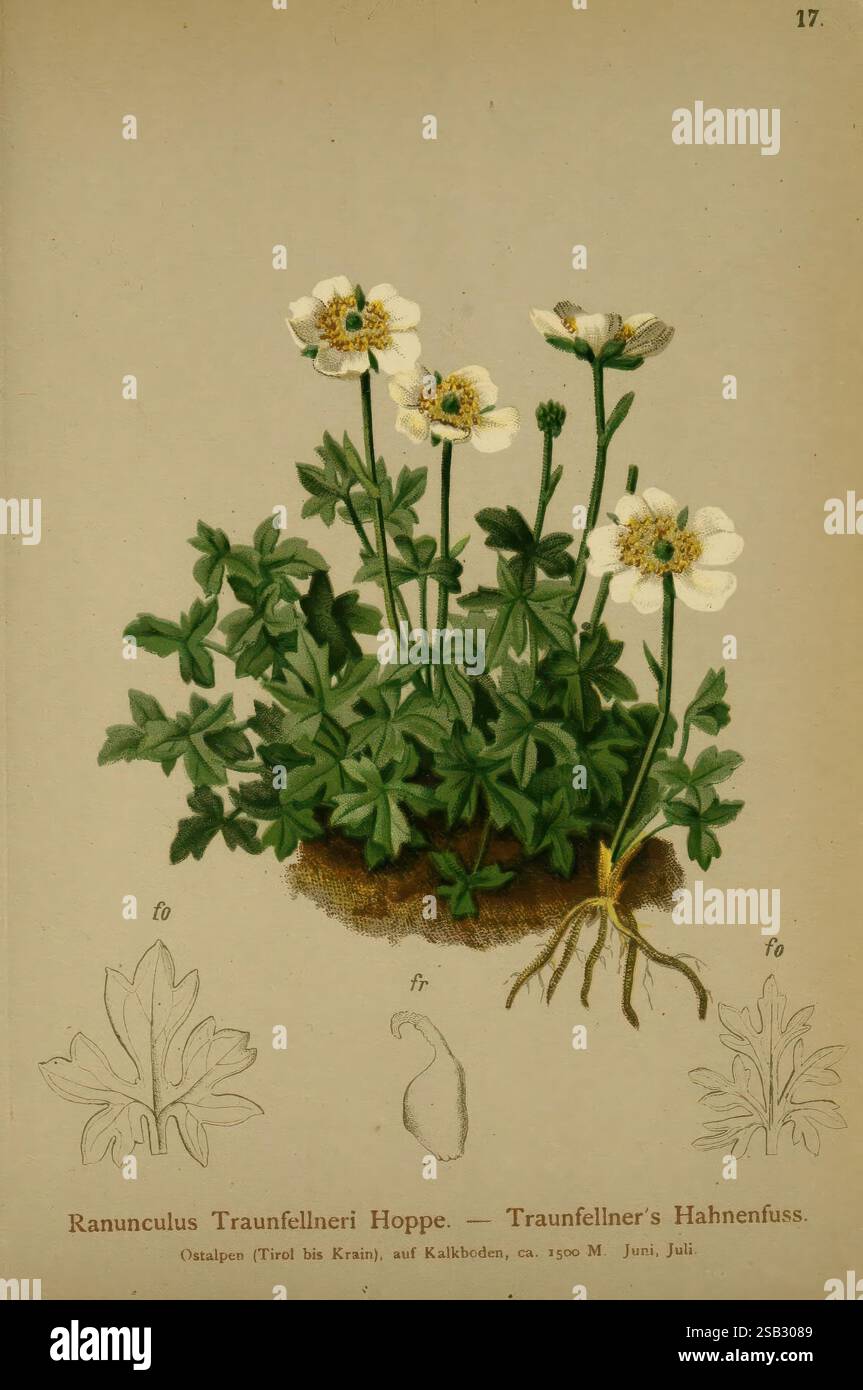Atlas, der, Alpenflora Wien, 1882, alps, Atlanten, Berge, Pflanzen, New York, Botanical, Garden, Eine botanische Illustration, die die Pflanze Ranunculus traunfellneri Hoppe, allgemein bekannt als Traunfellner's Hahnenfuß, darstellt. Der zentrale Teil zeigt eine detaillierte Darstellung der blühenden Pflanze mit markanten weißen Blüten und charakteristischen Blattstrukturen. Unterhalb der Hauptzeichnung sind kleinere Abbildungen zu sehen, die die Blätter der Pflanze und eines ihrer einzigartigen Merkmale hervorheben und einen Einblick in ihre Morphologie geben. Der Hintergrund ist einfach gehalten, um die botanischen Details zu betonen. Die Etiketten und Sci Stockfoto