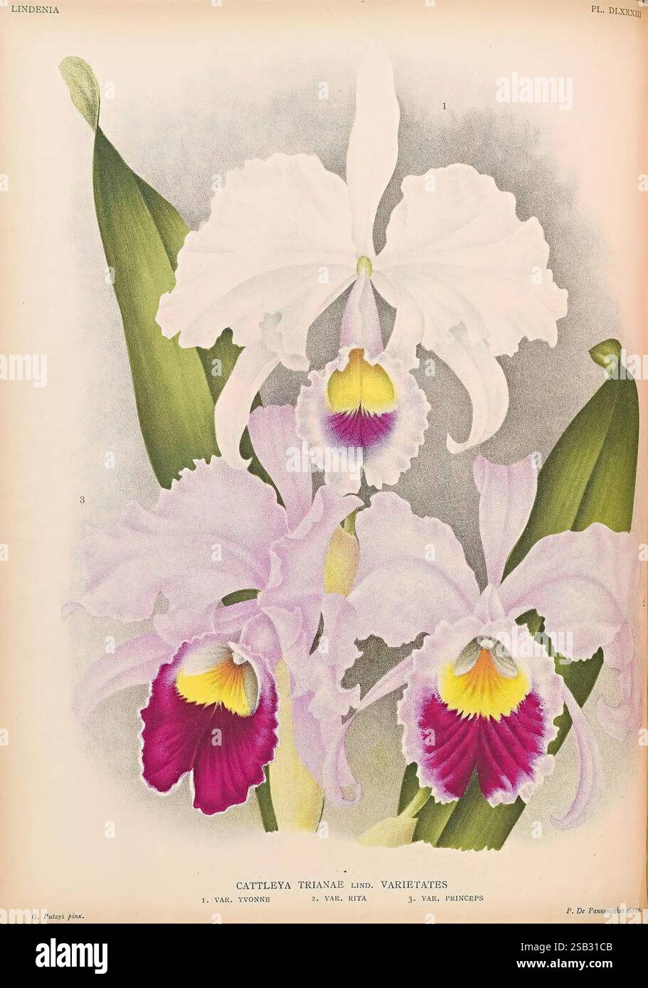 Lindenia, Gand [Belgien], Impr. F. Meyer-van Loo, 1885-1906, Klassifizierung, Reiseführer, Identifizierung, Nomenklatur, populäre Nomenklatur, Orchidaceae, Orchideen, Bildwerke, Terminologie, Eine botanische Illustration, die die komplizierte Schönheit der Cattleya trianae Orchideen zeigt und drei verschiedene Sorten hervorhebt. Die zentrale Blume mit ihren zarten weißen Blüten und leuchtenden gelben und violetten Markierungen wird von zwei zusätzlichen Blüten flankiert, die kräftige rosa Töne und auffällige Farben aufweisen. Ihre üppig grünen Blätter bilden eine lebendige Kulisse und betonen die Eleganz und das Detail jedes Blütenblattes. Stockfoto