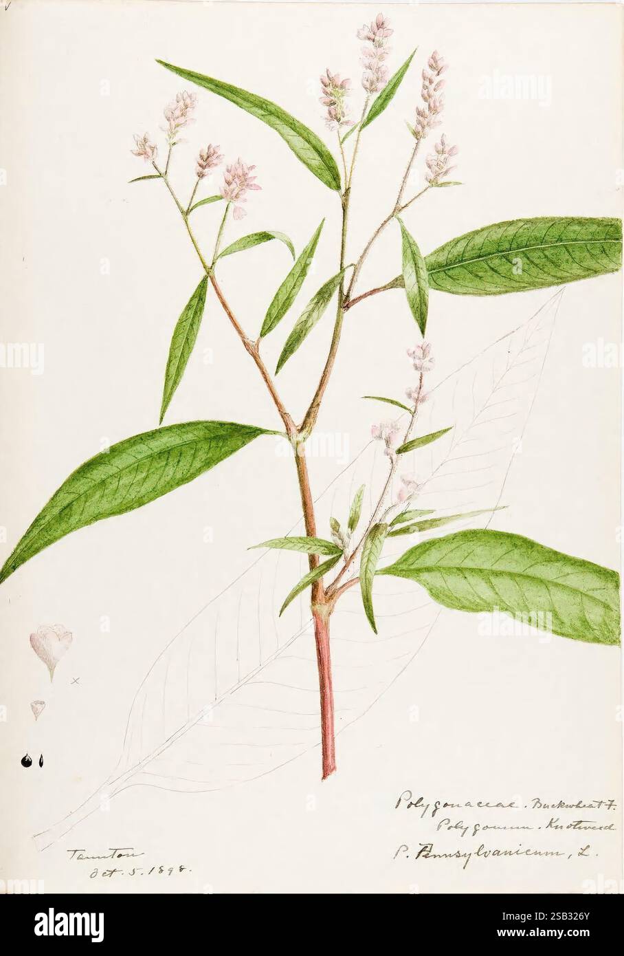 Wasser, Farbskizzen, von, Pflanzen, von, Nordamerika, Amerika und Europa zeigt diese detaillierte botanische Illustration einen schlanken Stamm mit langen grünen Blättern und zarten rosa Blüten oben. Die Blätter sind mit feinen Details dargestellt, die die Textur und natürliche Adern zeigen, während die Blüten in sanften, dezenten Tönen dargestellt werden. Die Abbildung wird von Hand begleitet, die den Namen der Art „Polygonum ramulosum“ sowie das Datum „OCT“ angibt. 25, 1878" und der Name "T. Turner". Eine schwache Umrandung eines Blattes ist auch im Hintergrund sichtbar, was zur Gesamtkompo beiträgt Stockfoto
