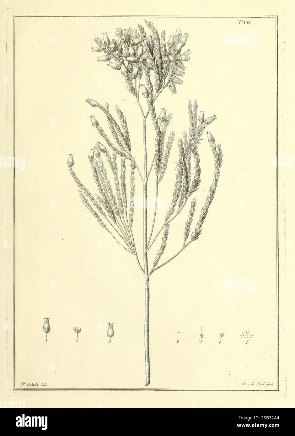 Ericetum africanum, Leiden, circa 1760, Ericaceae, Botanik, eine botanische Illustration mit einer detaillierten Darstellung einer blühenden Pflanze. Die Pflanze zeichnet sich durch schlanke Stiele aus, die sich nach oben erstrecken und an der Spitze mit zarten Blütenbündeln verziert sind. Die Blätter sind schmal und langgestreckt, mit einer gefiederten Textur, die auf eine Ähnlichkeit mit Gras hindeutet. Am unteren Rand der Abbildung sind verschiedene Stufen der Blüten abgebildet, die jeweils mit Zahlen gekennzeichnet sind und von einer Skala begleitet werden, die die Größenänderungen anzeigt. Die akribische Linienarbeit hebt die komplizierten Details der Blütenblätter und des Laubs hervor, Stockfoto
