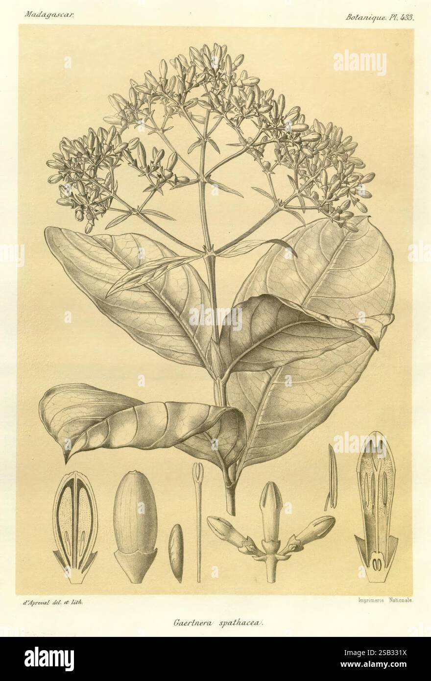 Histoire physique, naturelle, et politique de Madagascar Paris, impr. nationale, 1885-, Beschreibung und Reise, Schmetterlinge, Madagaskar, Karten, Naturgeschichte, die Illustration zeigt die botanische Studie von Guatteria sphaerocarpa, einer Pflanze aus Madagaskar. Die Komposition zeigt eine detaillierte Darstellung der Blätter, die breit und eiförmig sind, mit hervorstehenden Adern. Um die zentrale Illustration herum sind verschiedene Blumenstrukturen angeordnet, darunter detaillierte Darstellungen der Blütenknospen, geöffneten Blüten und Samenkapseln, die die Fortpflanzungsteile der Pflanze hervorheben. Das Met Stockfoto