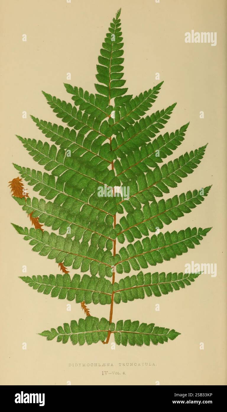 Farns: Britisch und exotisch 1856-60, Farns, Eine wunderschön detaillierte Darstellung einer Didymochlaena truncatula, die seine eigenen Wedel zeigt. Die Illustration zeigt die komplizierten Muster und Texturen der Flugblätter, die verschiedene Grüntöne mit subtilen Anklängen von Rostbraun zeigen. Der Farn ist symmetrisch angeordnet, was die Eleganz seiner natürlichen Form widerspiegelt, während die botanische Nomenklatur am Boden elegant eingeschrieben ist, um die Art und den Volumenbezug zu identifizieren. Diese Darstellung unterstreicht sowohl die botanische Genauigkeit als auch die künstlerische Qualität, die für bot typisch ist Stockfoto