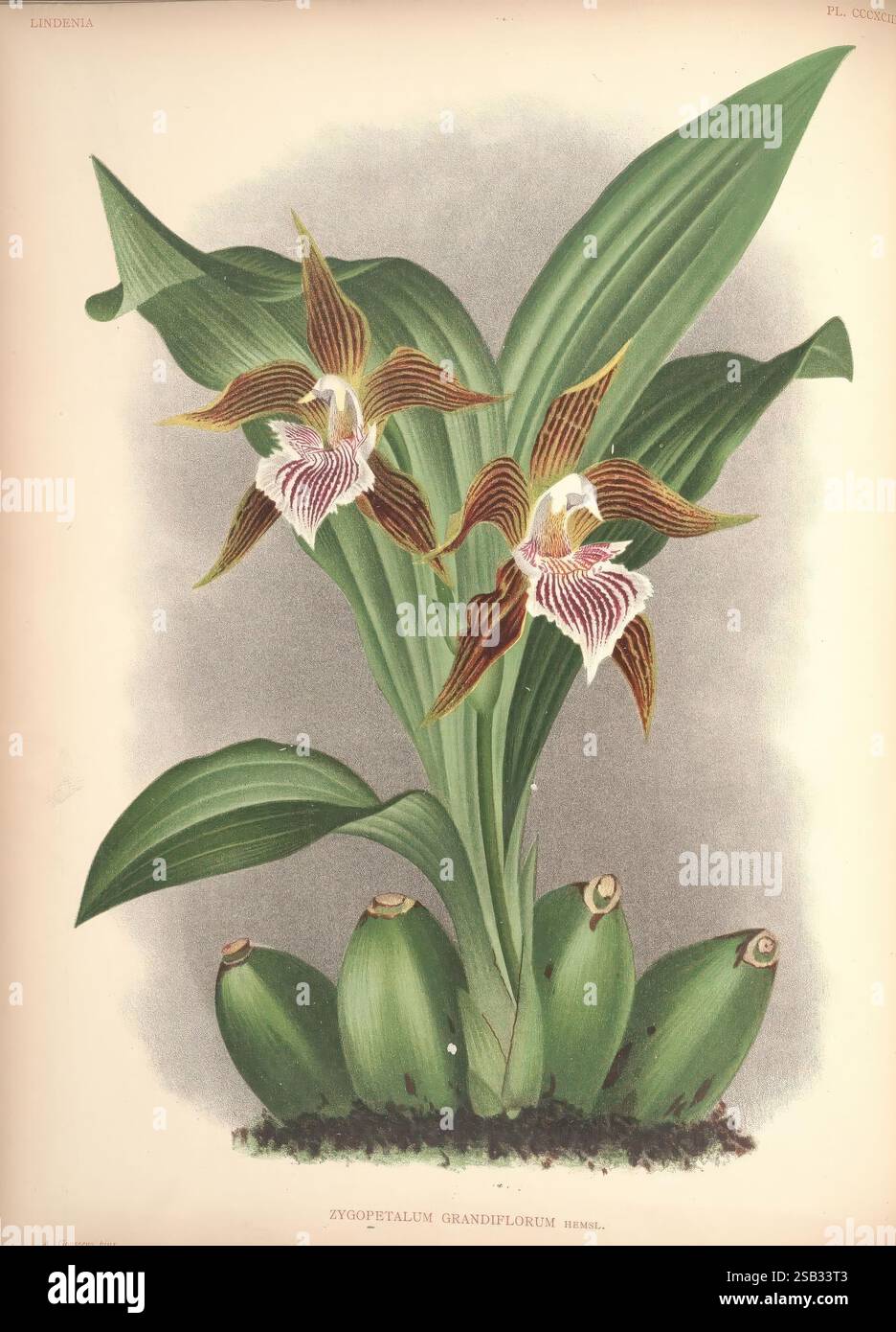 Lindenia, Brüssel, L. Linden, 1891-[1897?], Orchidaceae, Zeitschriften, Bildwerke, Eine botanische Illustration mit dem charakteristischen Zygopetalum grandiflorum, einer Orchideenart, die für ihre auffällig verzierten Blüten bekannt ist. Die Pflanze zeigt längliche grüne Blätter, die anmutig von der Basis abgewölbt werden. Zwei markante Blüten zeichnen sich durch komplexe Muster aus kräftigem Braun, cremigem weiß und tiefem Rot aus, wobei die Fransen den Blütenblättern eine Textur verleihen. Unterhalb der Blüten ruhen runde Pseudobulben auf der Oberfläche, die zum exotischen Aussehen der Pflanze beitragen. Der Hintergrund ist delikat Stockfoto