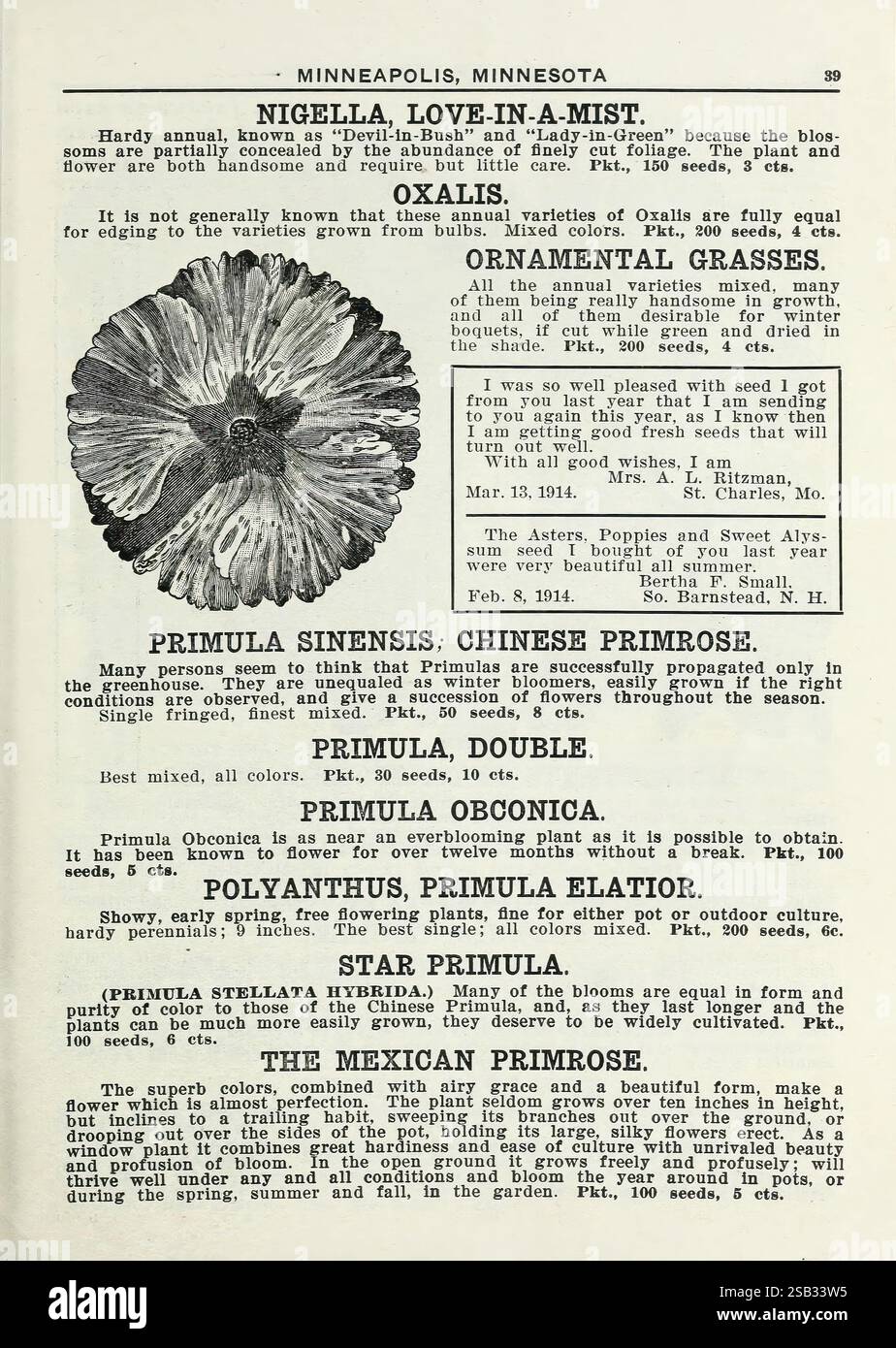 Lippincott Seeds, Minneapolis, Minn, Miss C.H. Lippincott, 1915, Blumen, Gemüse, Obst, Samen, Kataloge, Baumschulen, Gartenbau, Gartengeschichten, in Blüte, die Seite enthält eine botanische Beschreibung aus einer Publikation, die verschiedene Pflanzenarten umfasst, insbesondere die Liebe in einem Nebel von Nigella. Die bemerkenswerten Eigenschaften dieser Pflanze sind detailliert und betonen ihre einzigartige Blütenstruktur. Die Seite bietet Einblicke in ihre Kultivierung und Pflege. Andere Pflanzen, wie Oxalis und verschiedene Arten von Primula, werden neben ihrer Zierverwendung und ihren Anbauspitzen ebenfalls erwähnt. T Stockfoto