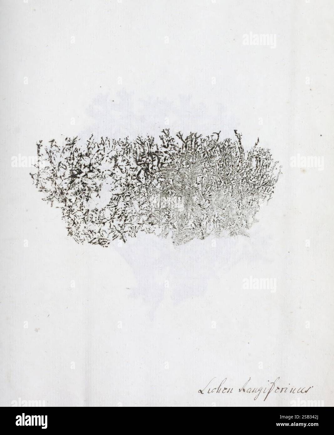 Abdrücke lebendiger Kräuter Erlang 1799 Naturdrucke, das Kunstwerk zeigt eine komplexe Darstellung von Korallenformationen, die zarte, ineinander verwobene Muster zeigen, die das organische Wachstum der Meereslebewesen nachahmen. Das Design zeichnet sich durch eine weiche Textur und fließende Linien aus, die ein Gefühl von Bewegung und Tiefe innerhalb eines Küstenökosystems vermitteln. Unten steht die kalligraphische Inschrift „Leben längerlicher“, die auf Themen der Langlebigkeit und der Belastbarkeit der Natur hinweist. Die Gesamtkomposition ruft eine ruhige und besinnliche Atmosphäre hervor, die den Betrachter einlädt, die Schönheit der Unterwasserwelt zu schätzen Stockfoto